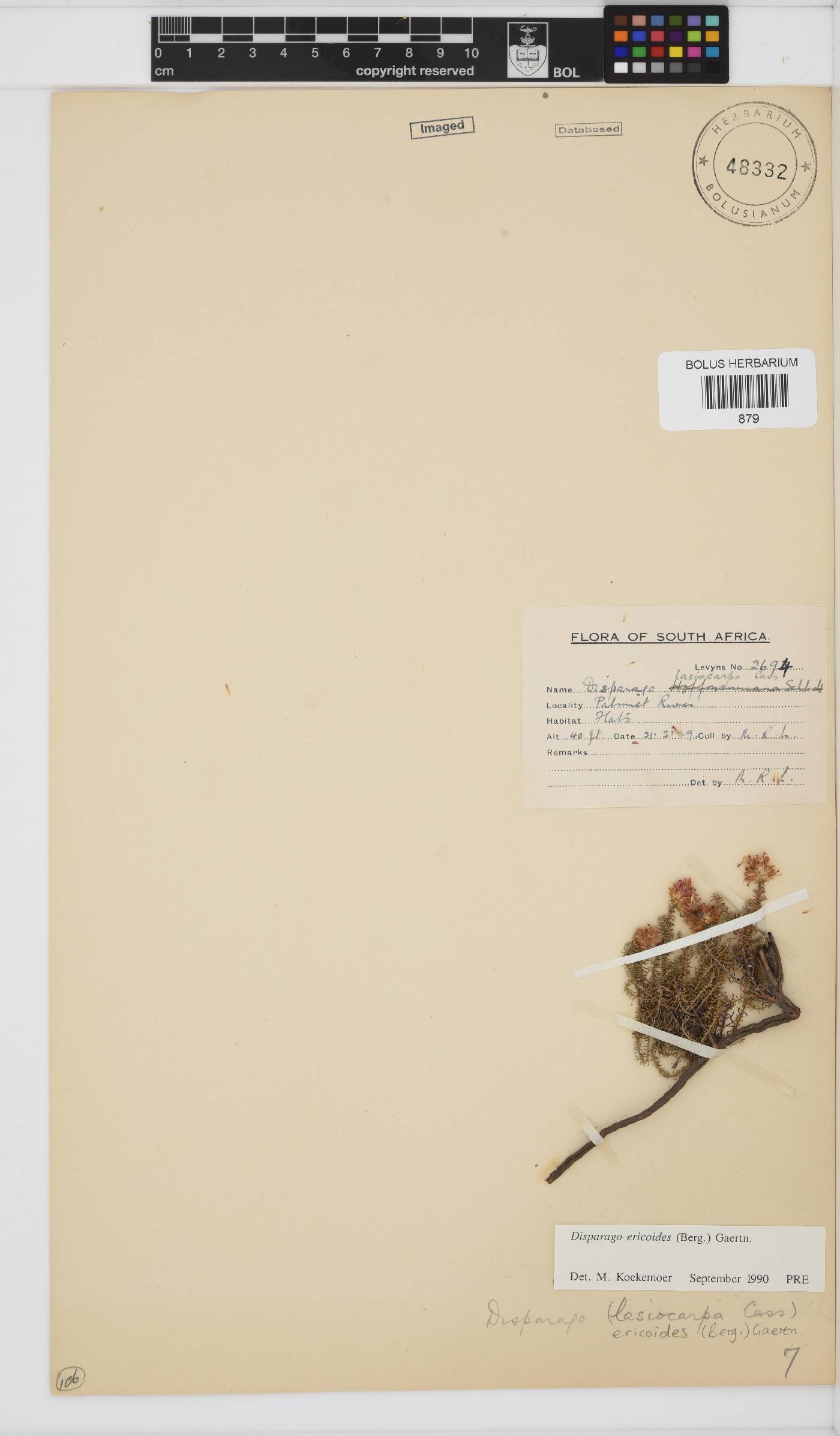 Disparago ericoides image
