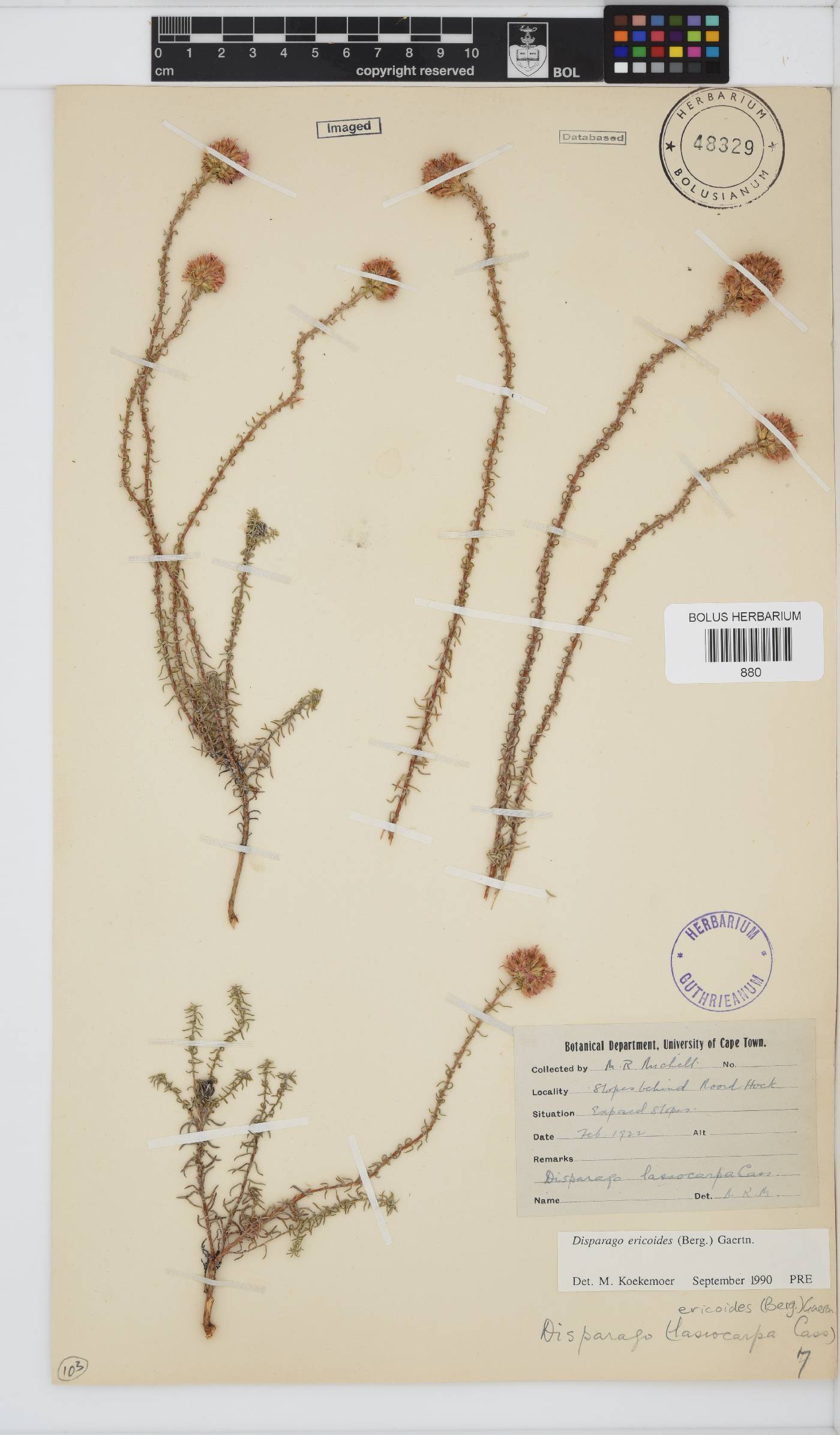 Disparago ericoides image
