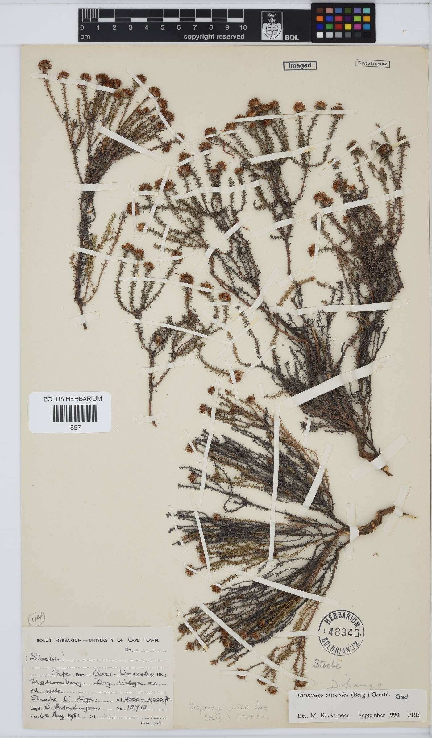 Disparago ericoides image