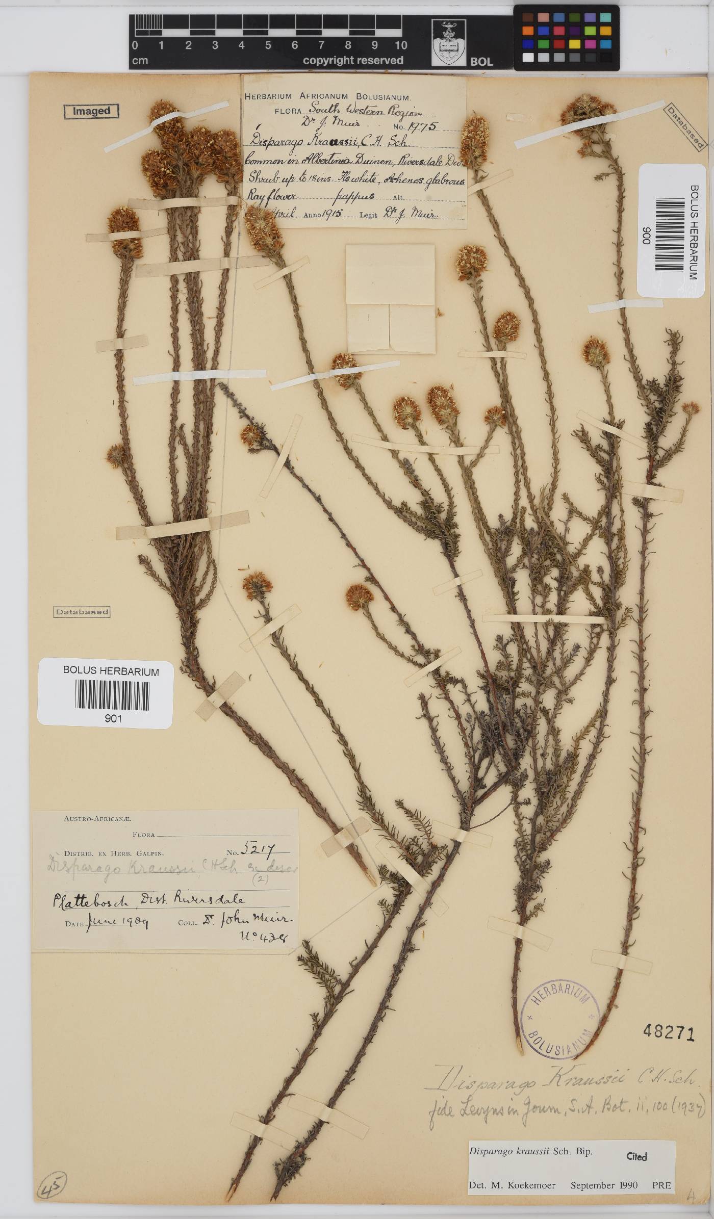 Disparago kraussii image