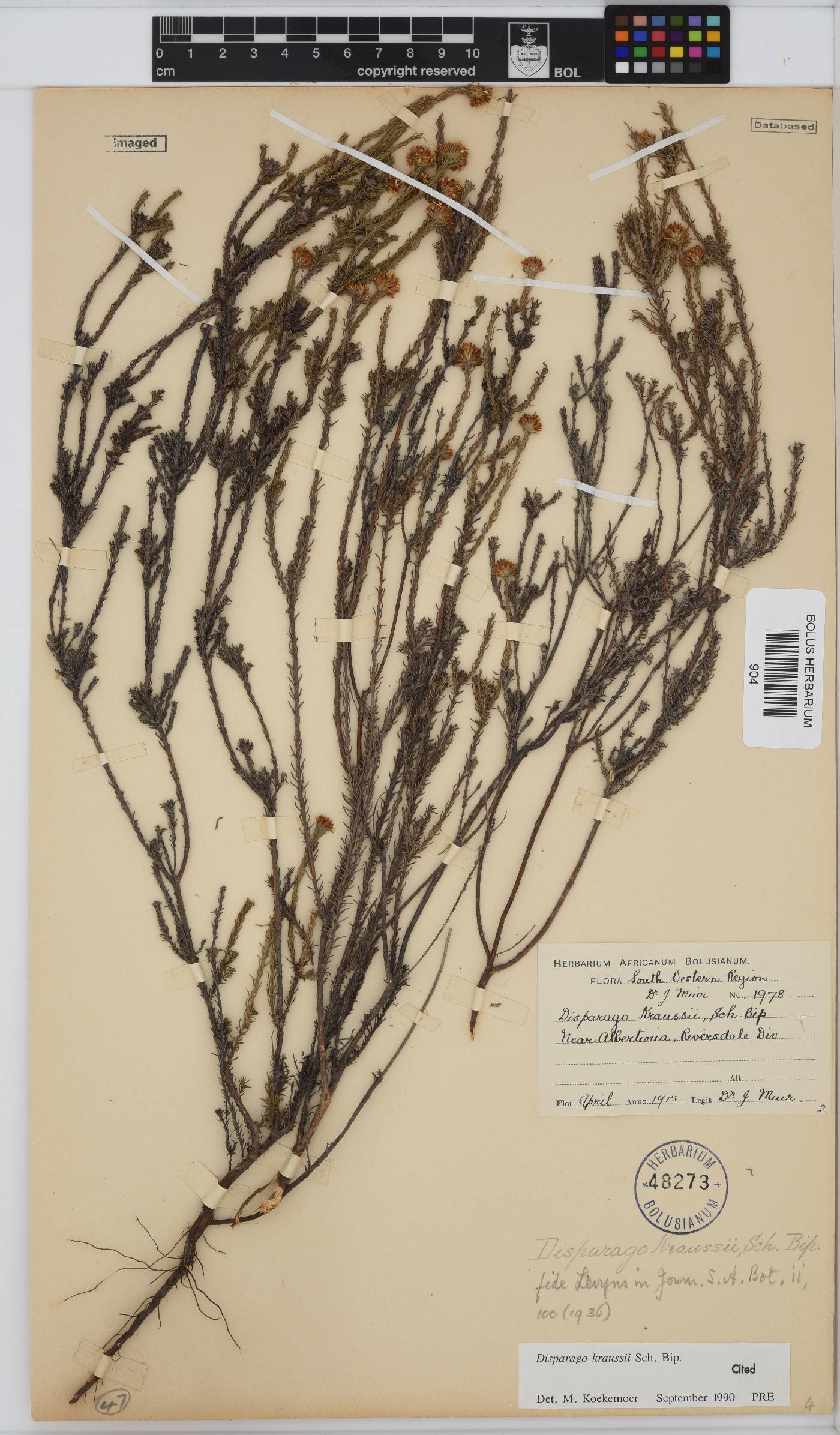 Disparago kraussii image