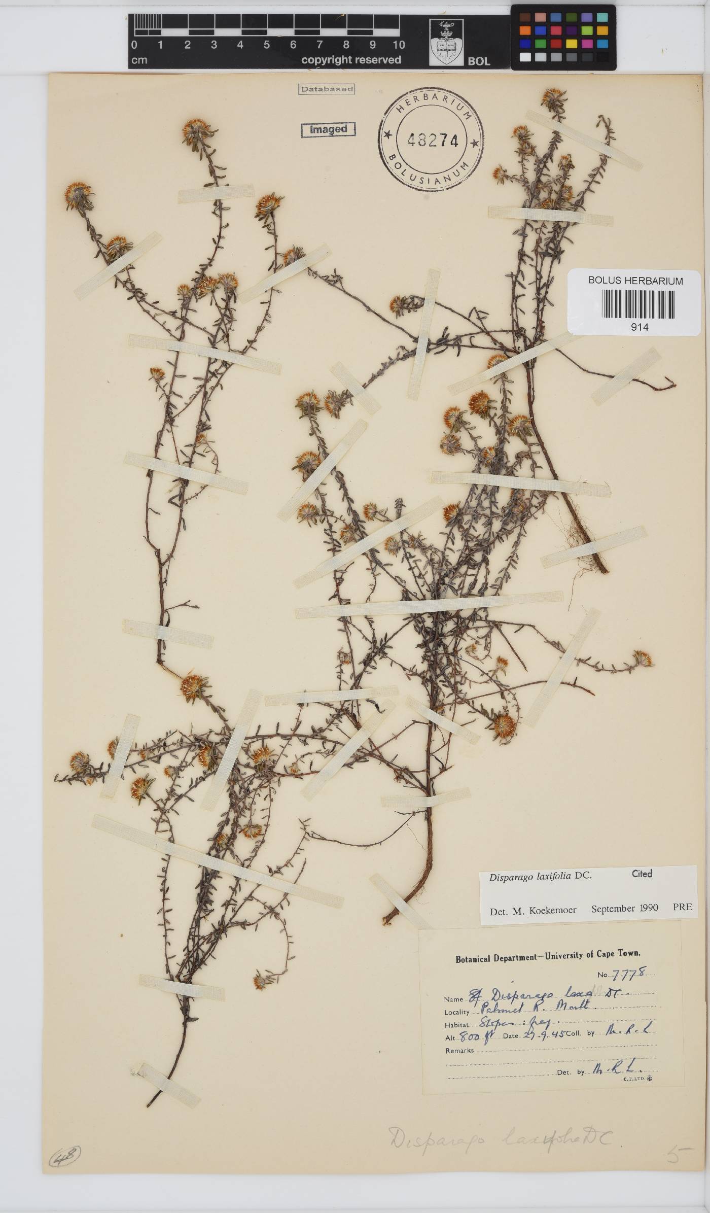 Disparago laxifolia image