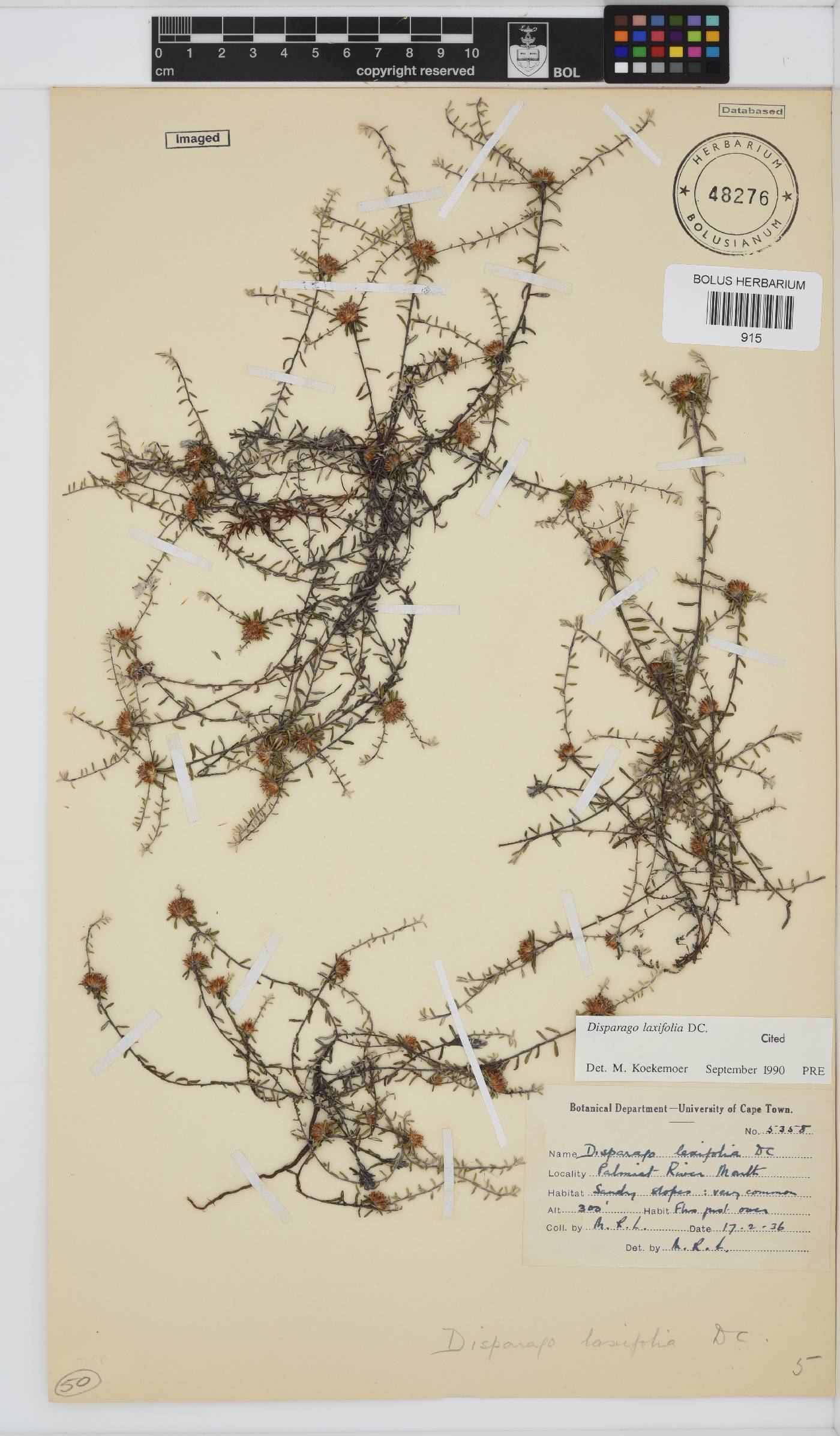 Disparago laxifolia image