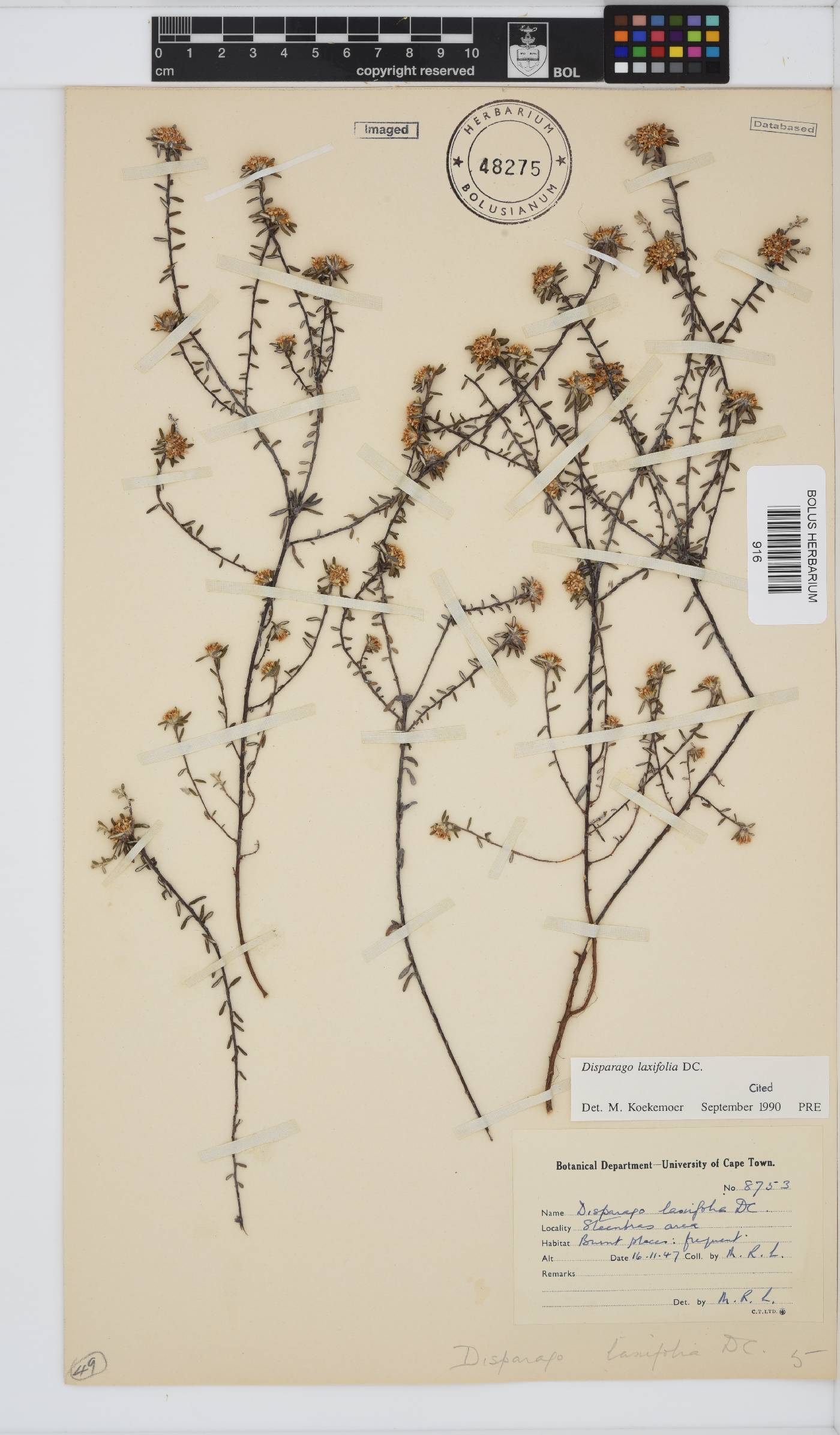 Disparago laxifolia image