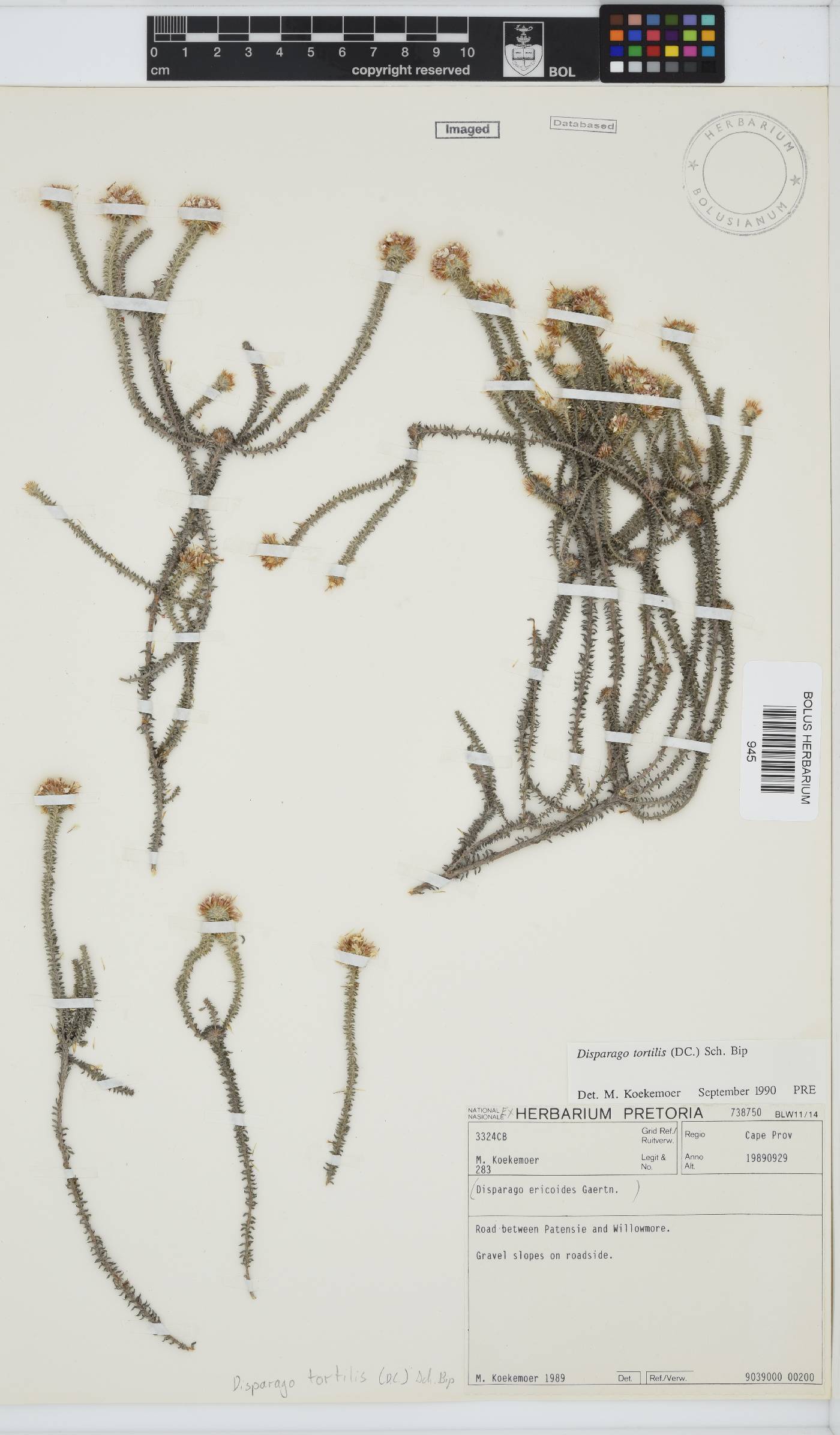 Disparago tortilis image