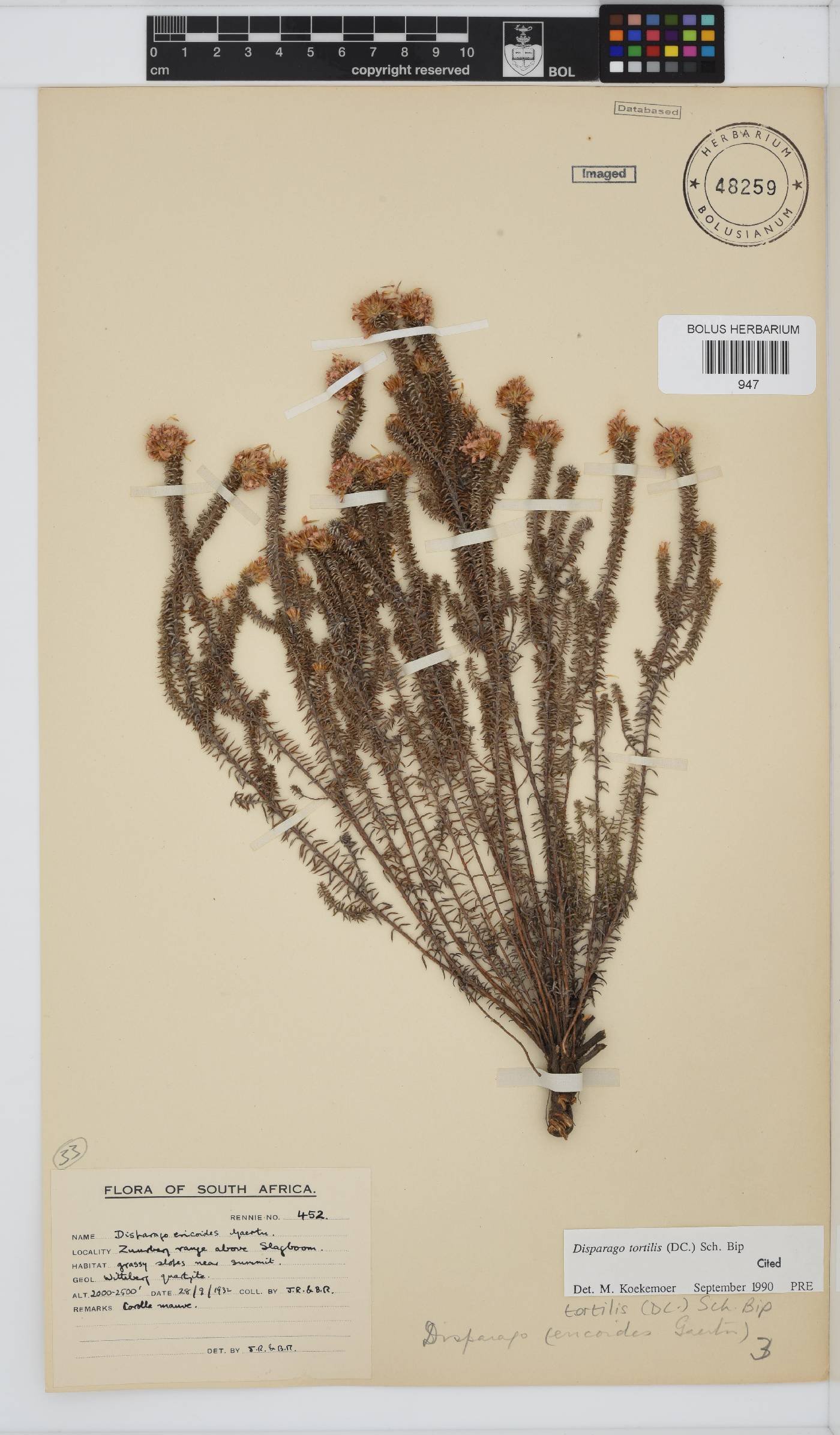 Disparago tortilis image