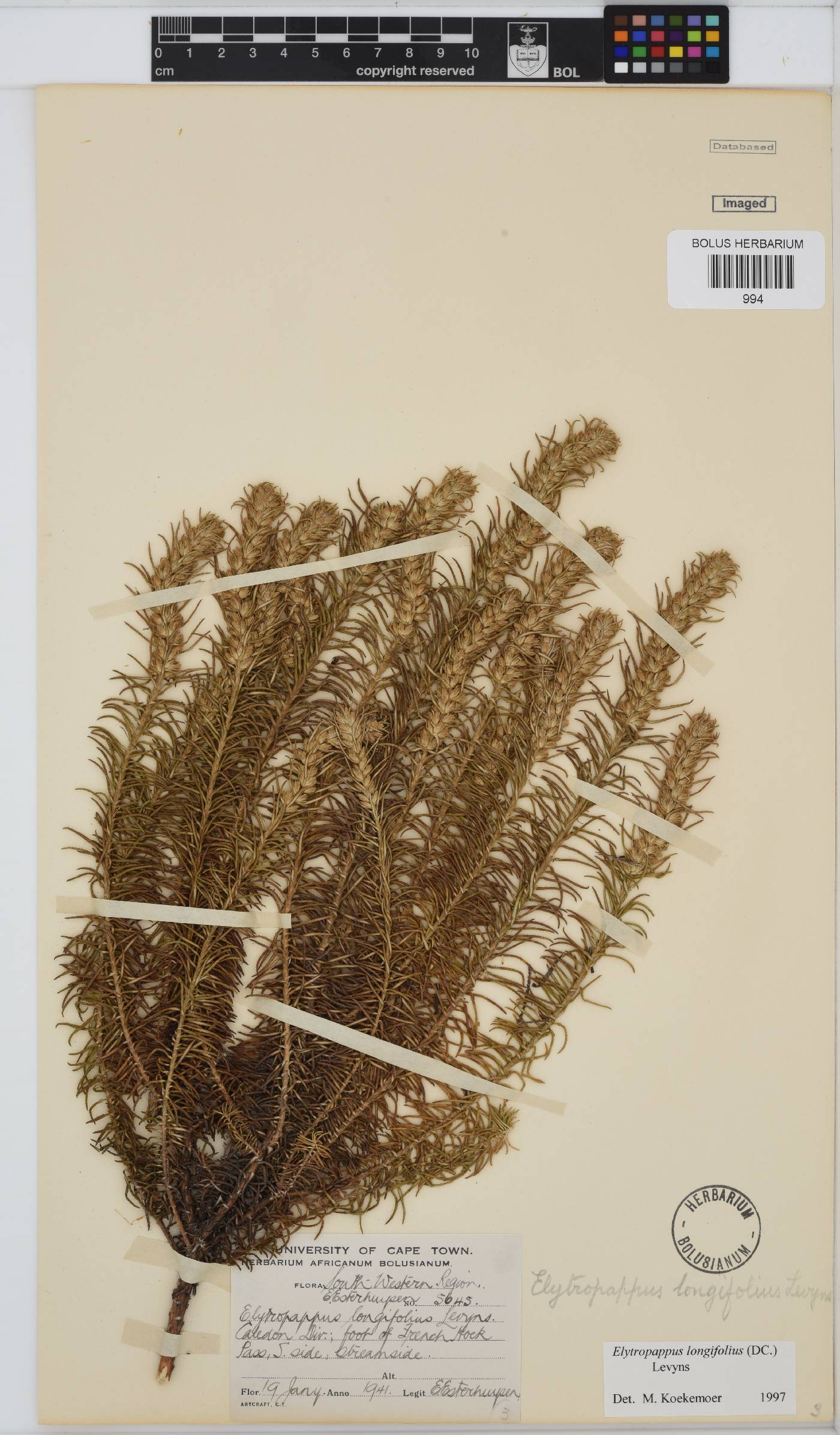 Myrovernix longifolius image