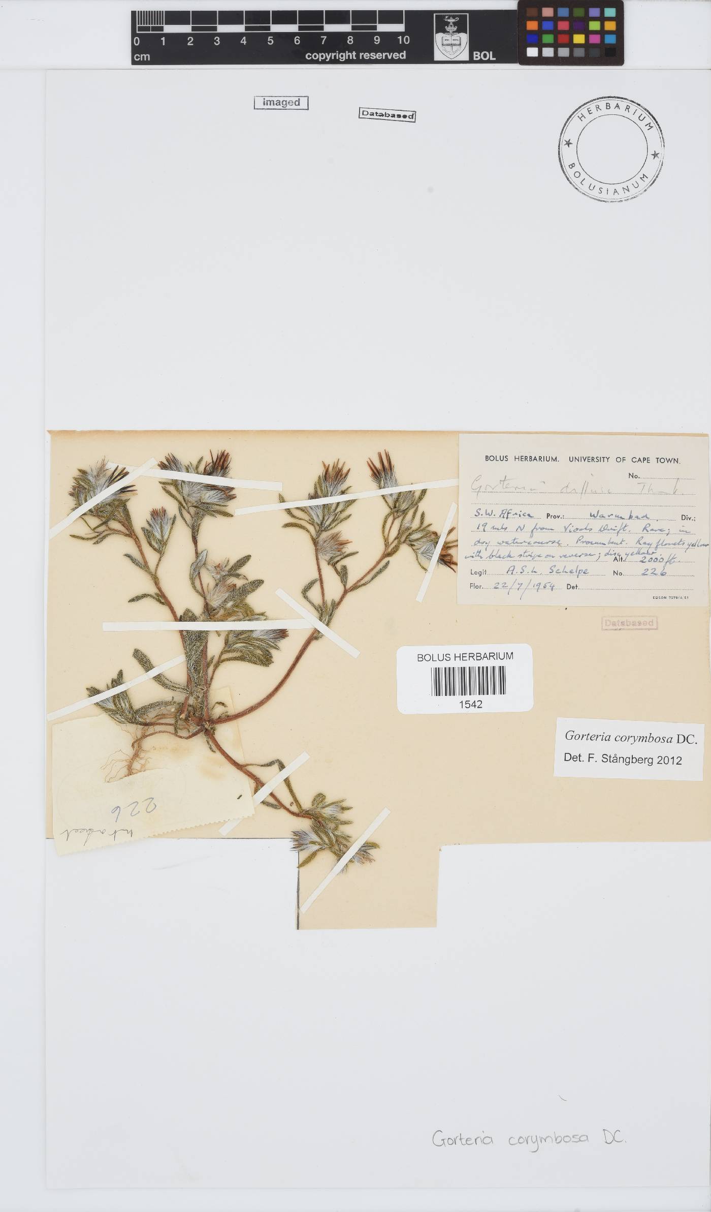 Gorteria corymbosa image