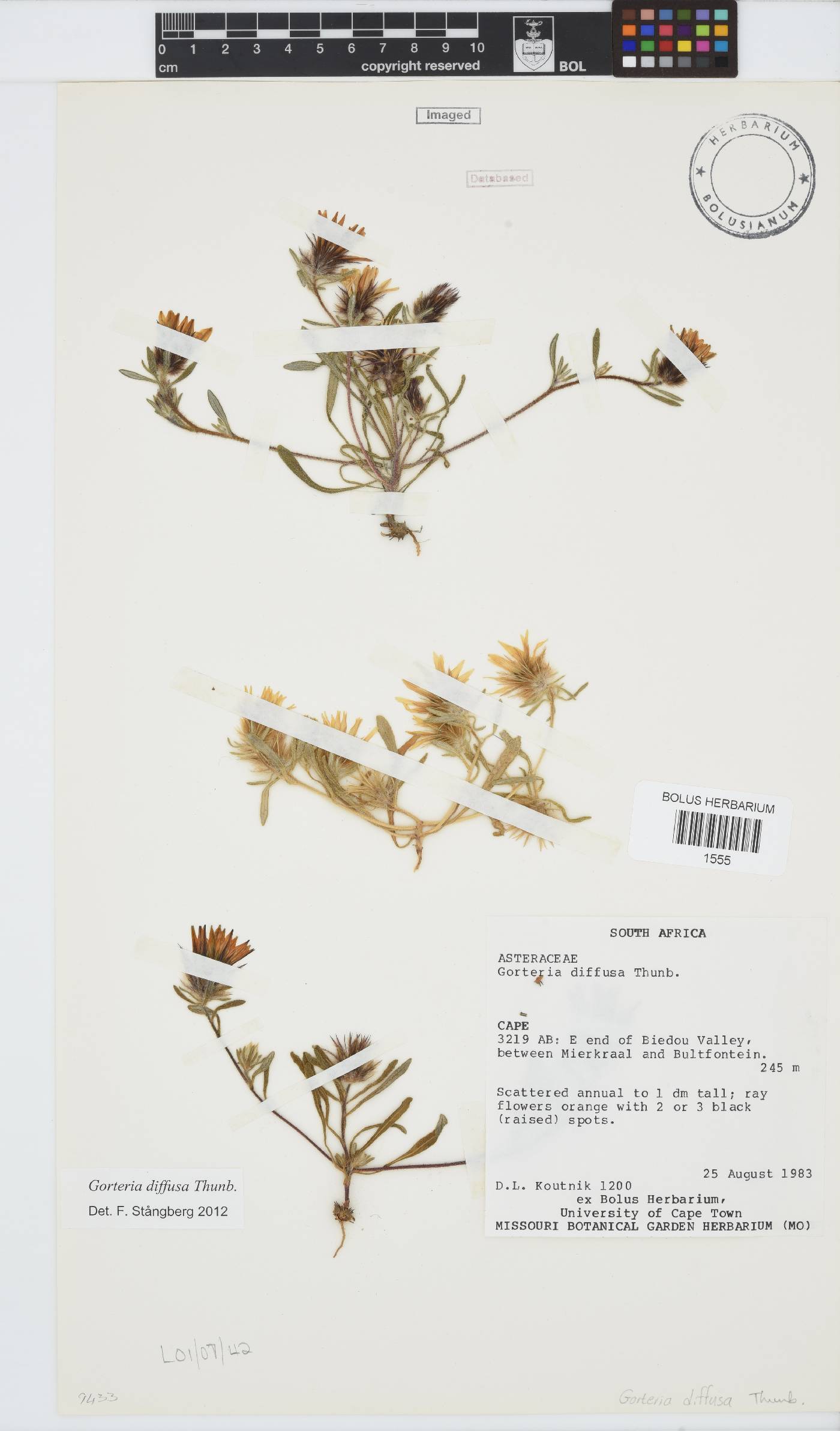 Gorteria diffusa image