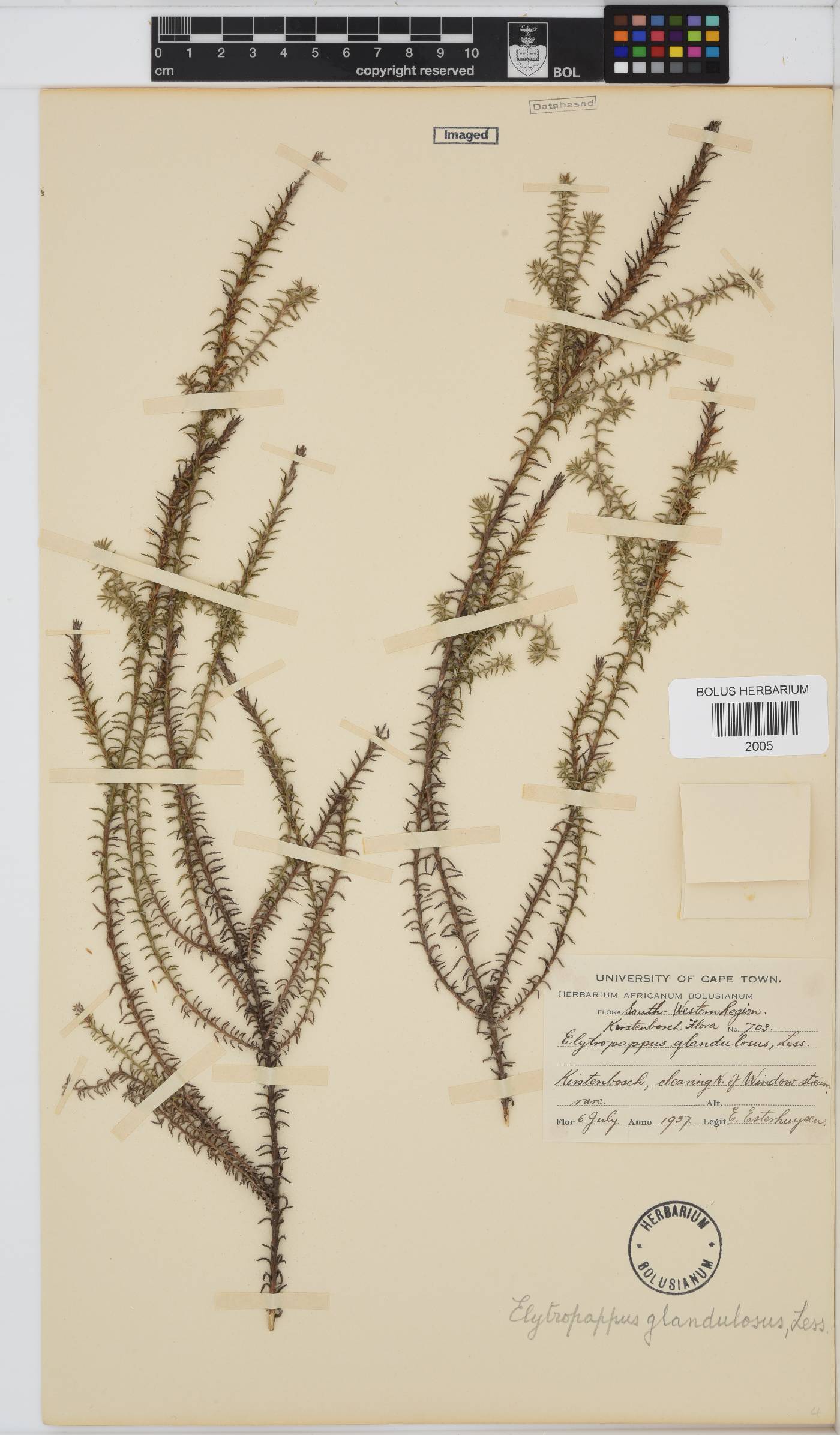 Myrovernix glandulosus image