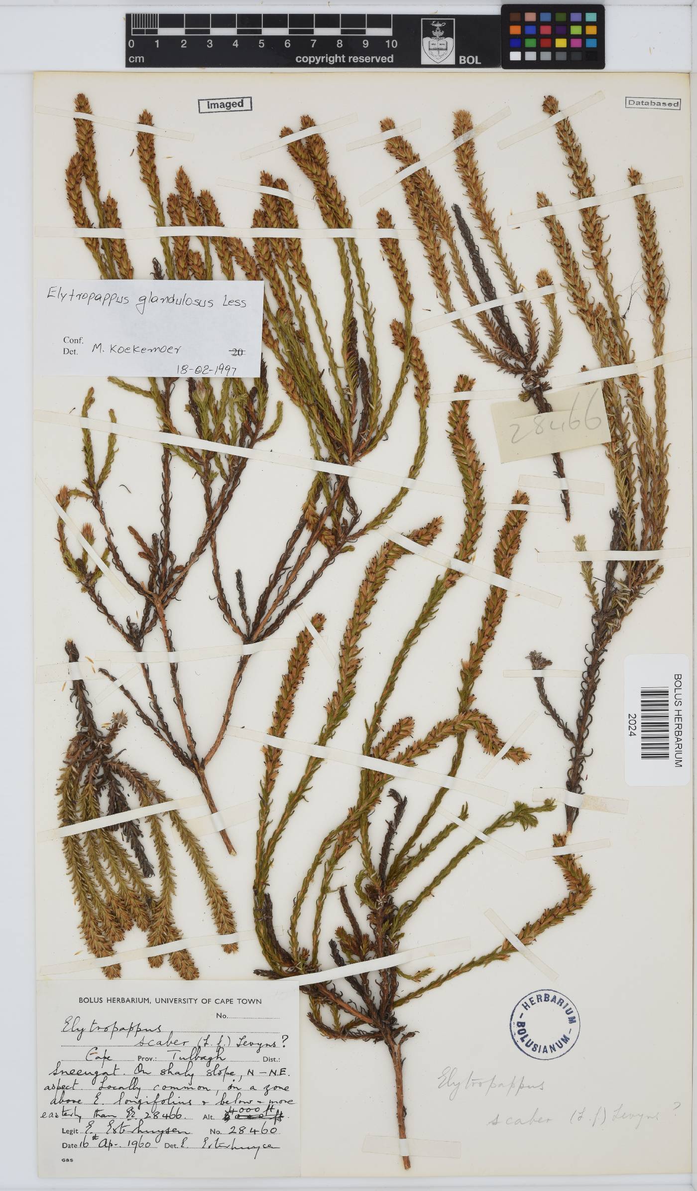 Myrovernix glandulosus image