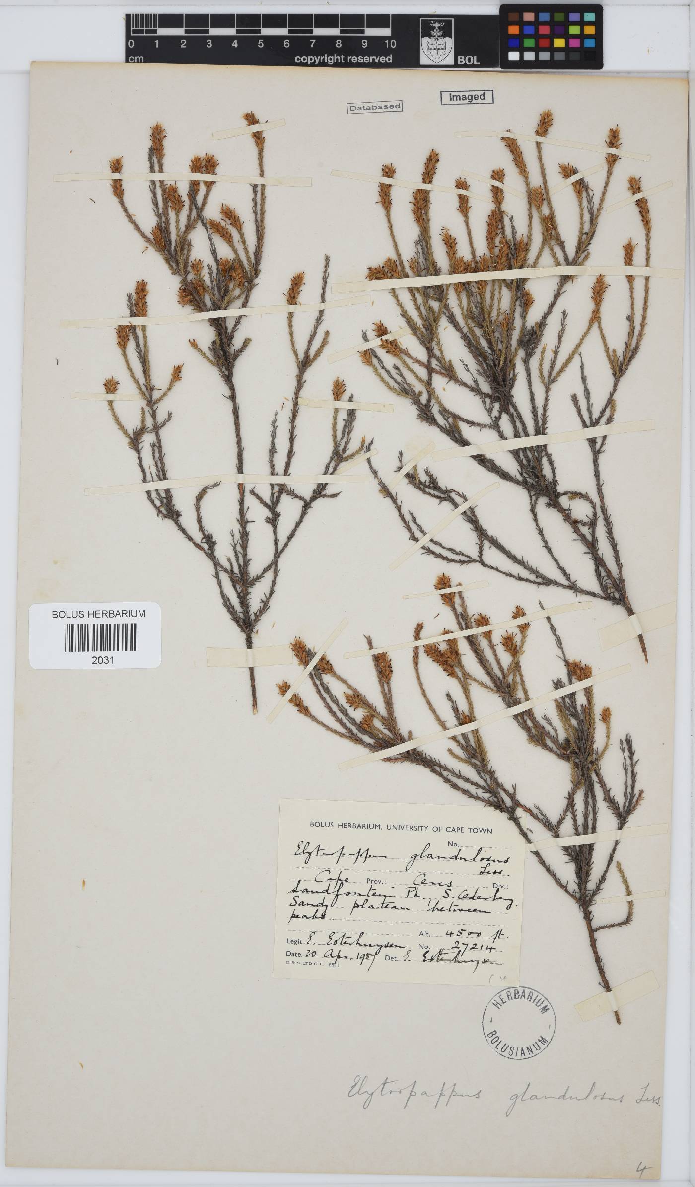 Myrovernix glandulosus image