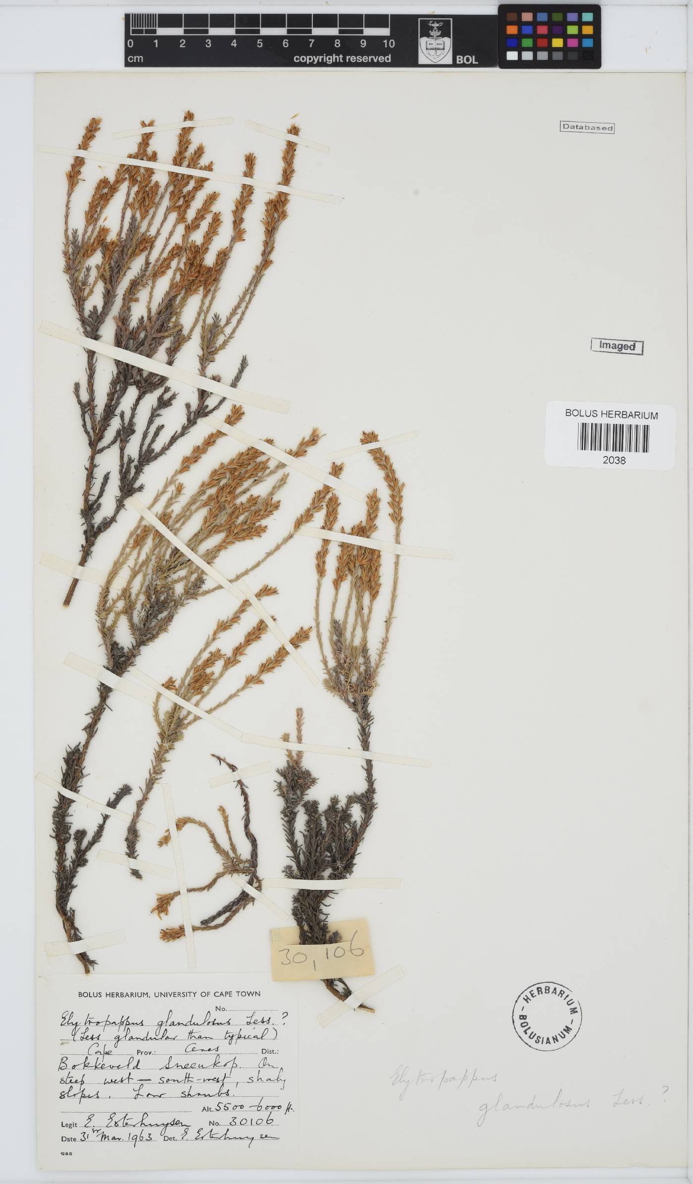 Myrovernix glandulosus image