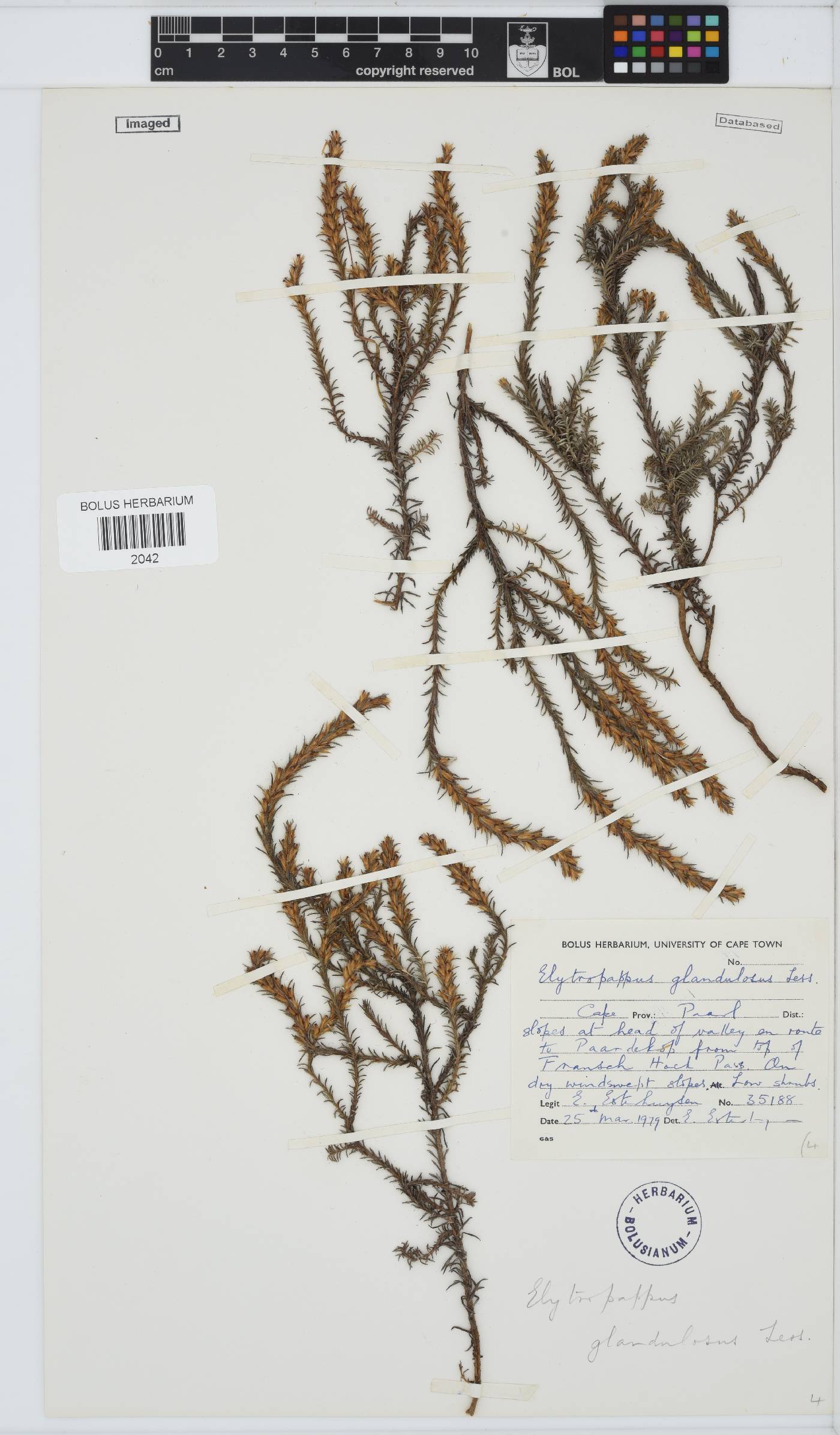 Myrovernix glandulosus image