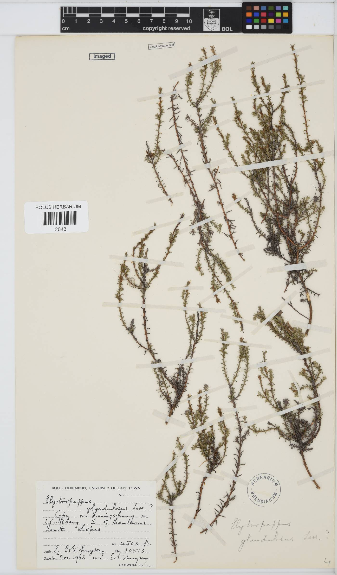 Myrovernix glandulosus image