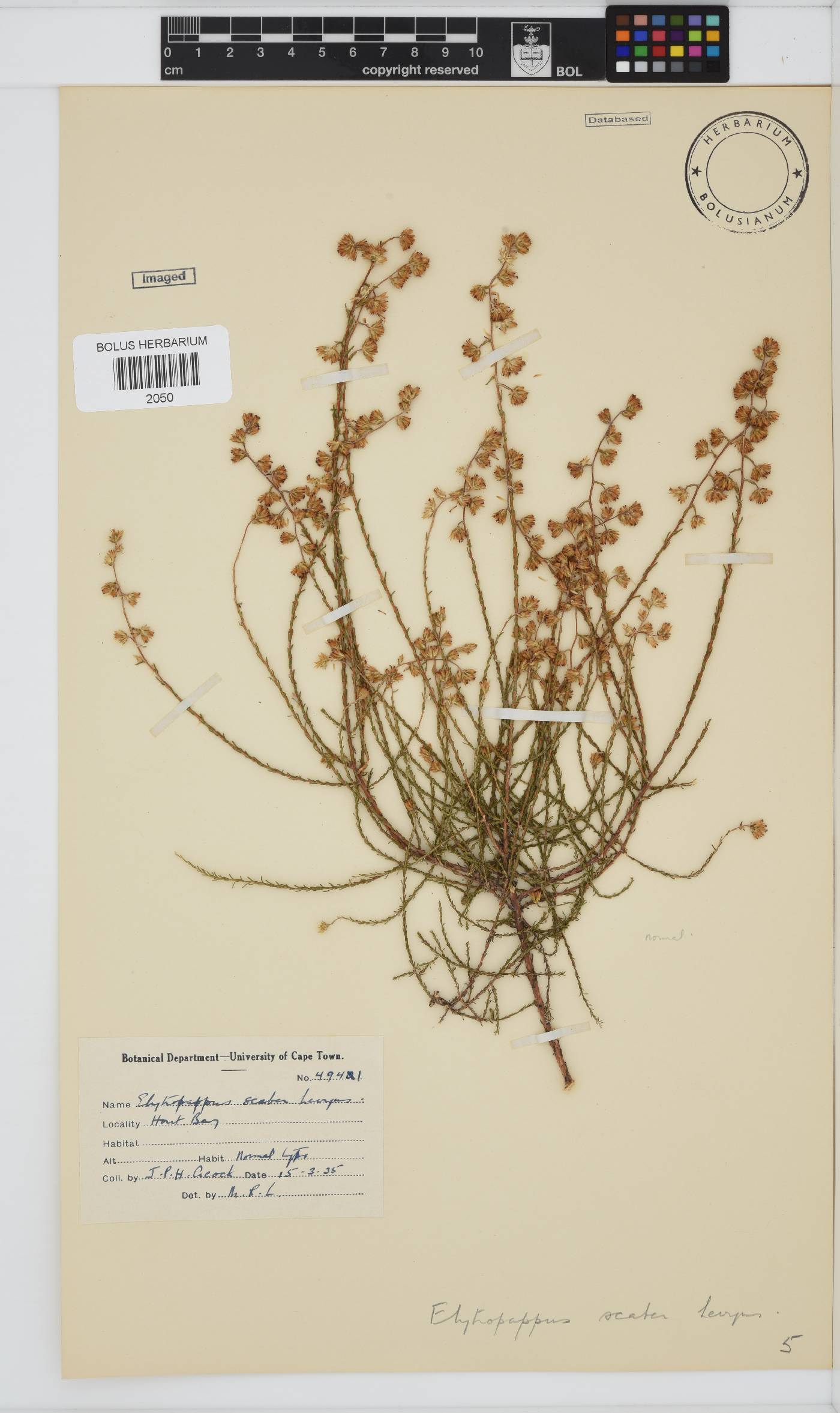 Myrovernix scaber image