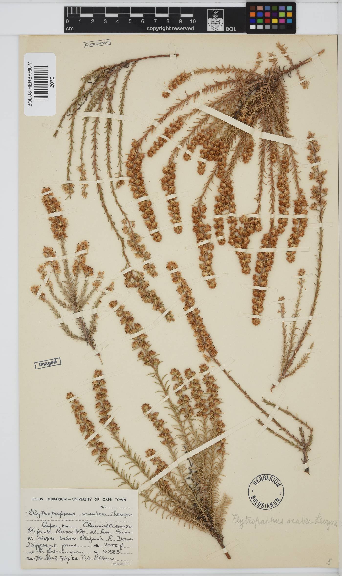 Myrovernix scaber image