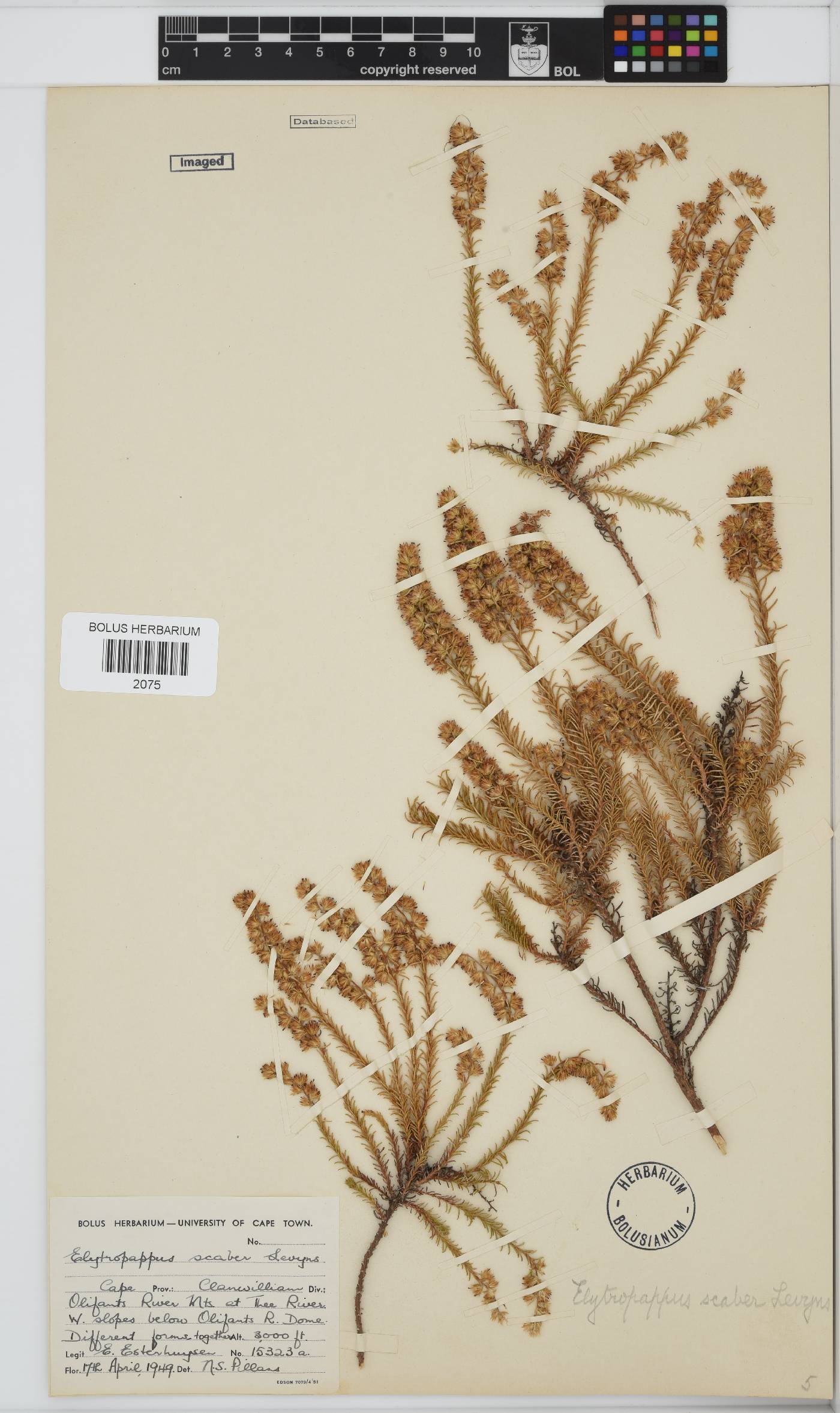 Myrovernix scaber image