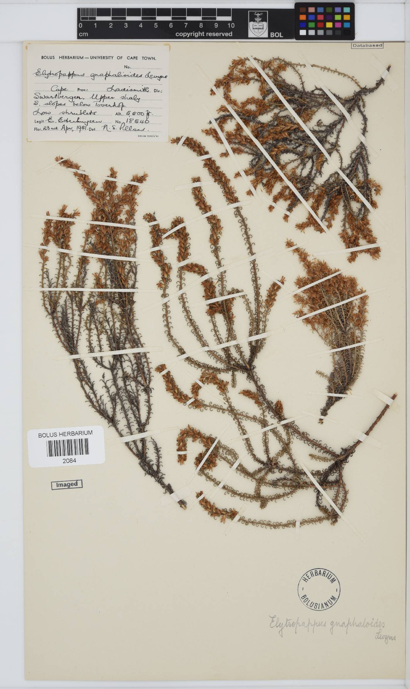 Myrovernix gnaphaloides image