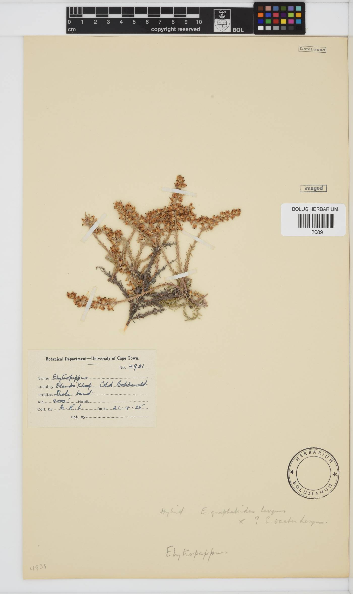 Myrovernix gnaphaloides image