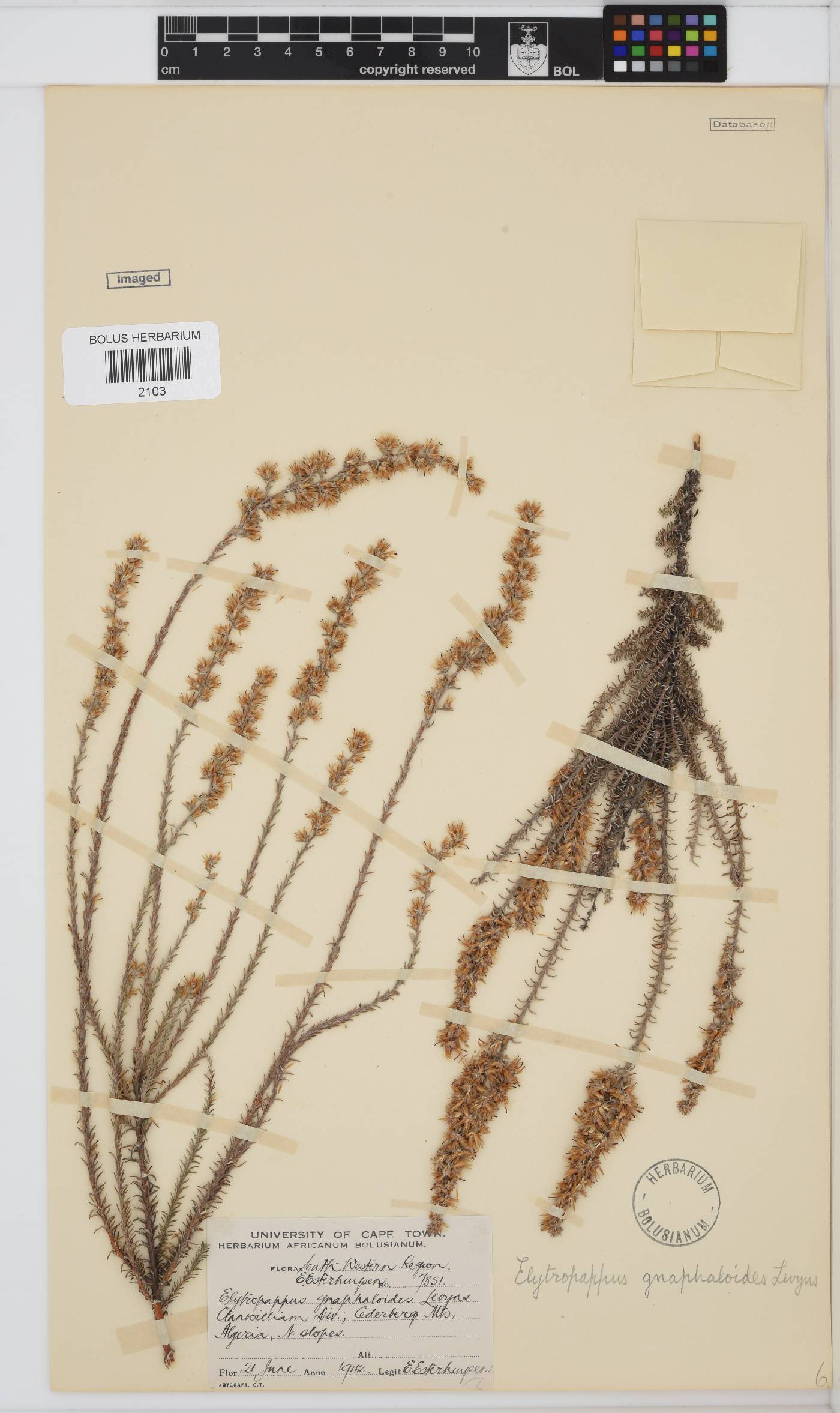 Myrovernix gnaphaloides image