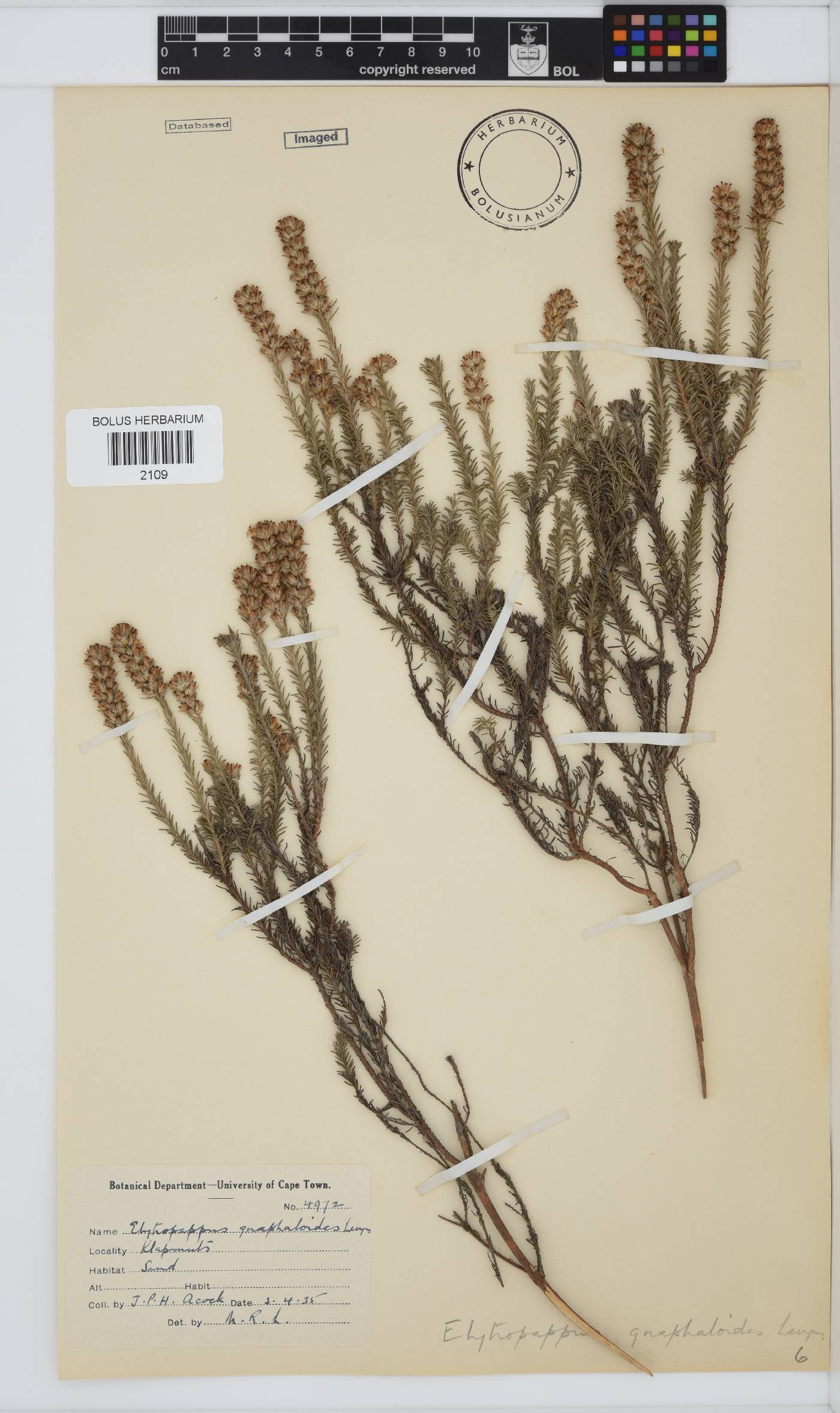 Myrovernix gnaphaloides image