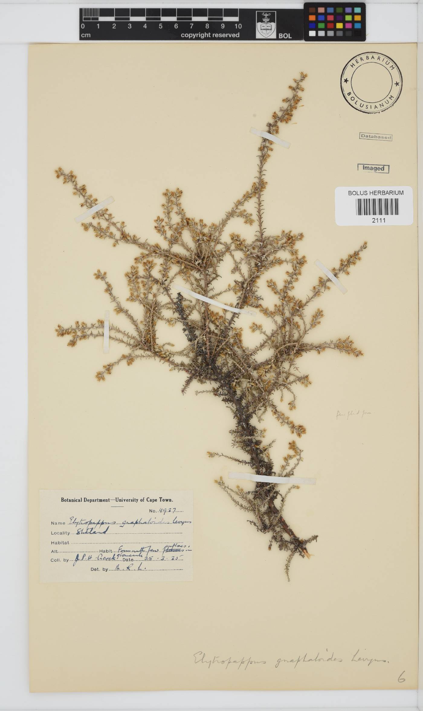Myrovernix gnaphaloides image