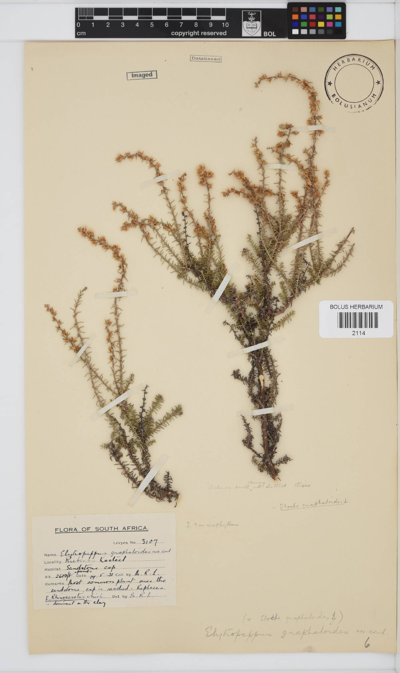 Myrovernix gnaphaloides image