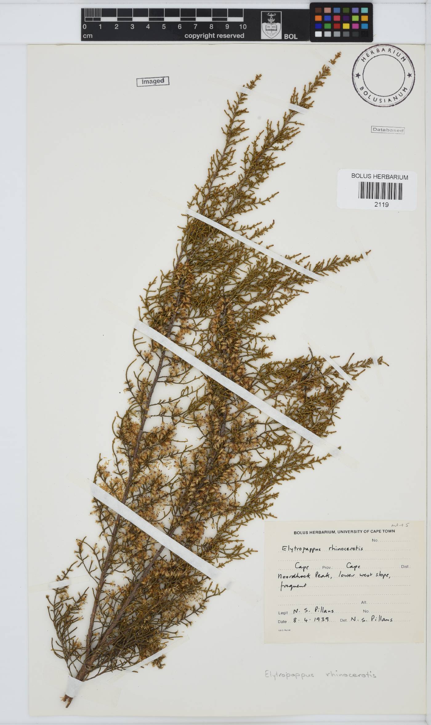 Dicerothamnus image