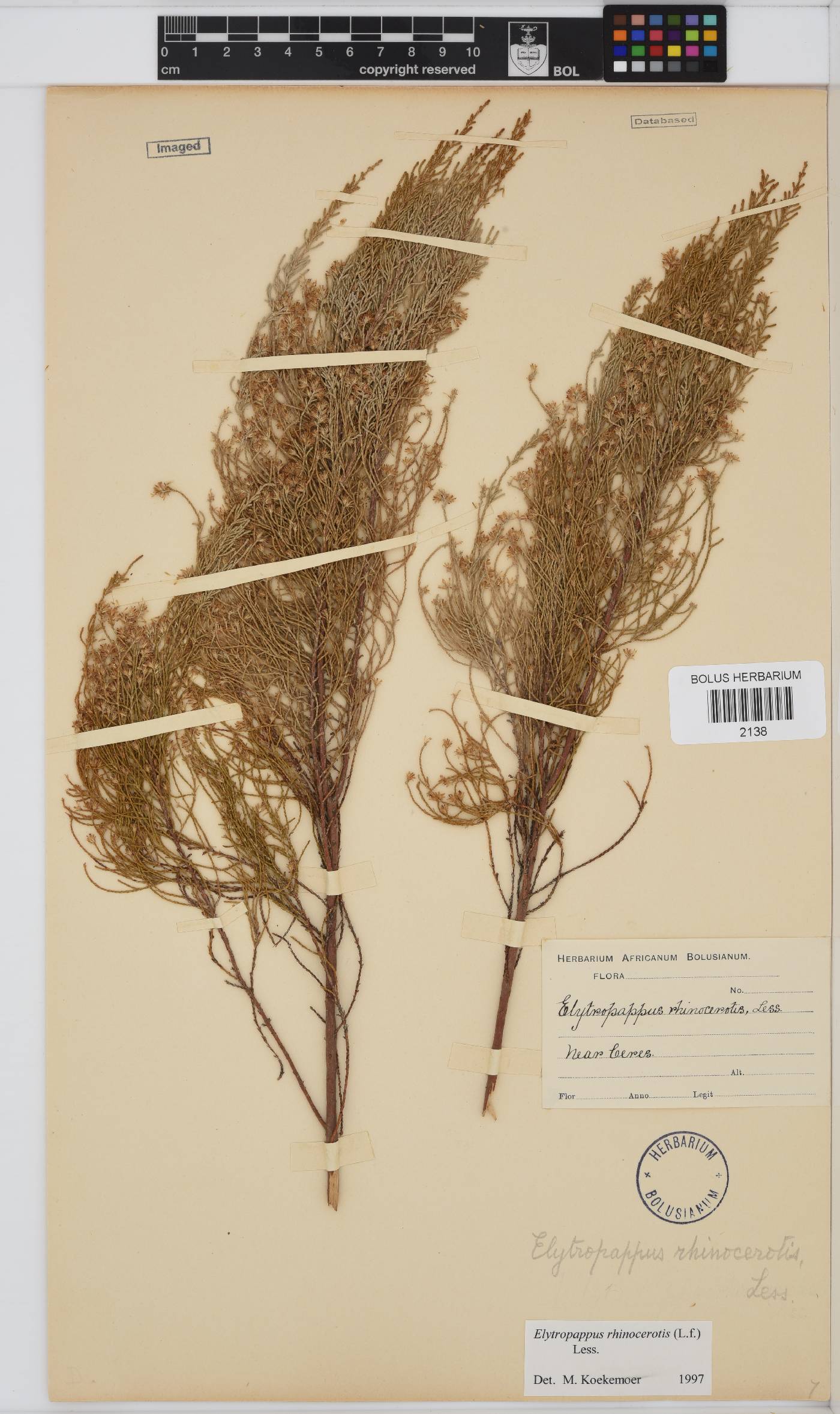 Dicerothamnus rhinocerotis image