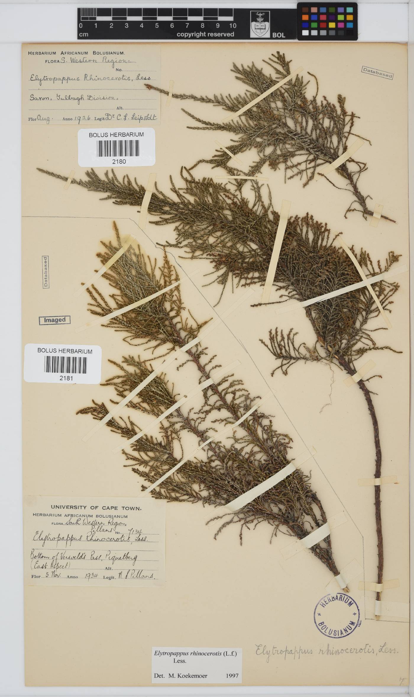 Dicerothamnus image