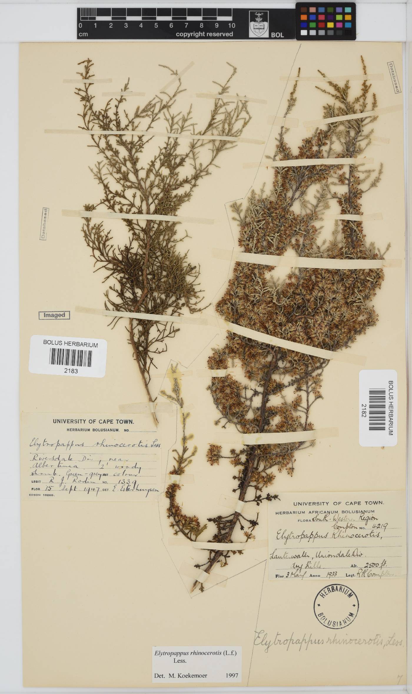 Dicerothamnus rhinocerotis image