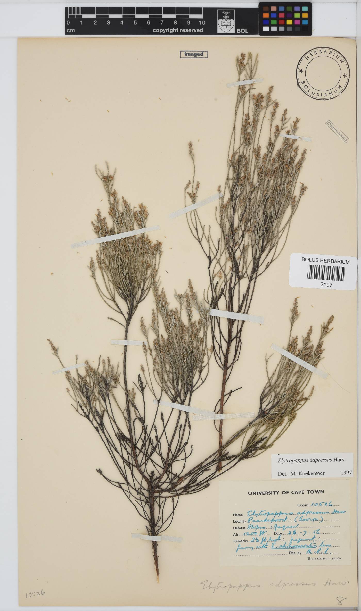 Dicerothamnus adpressus image
