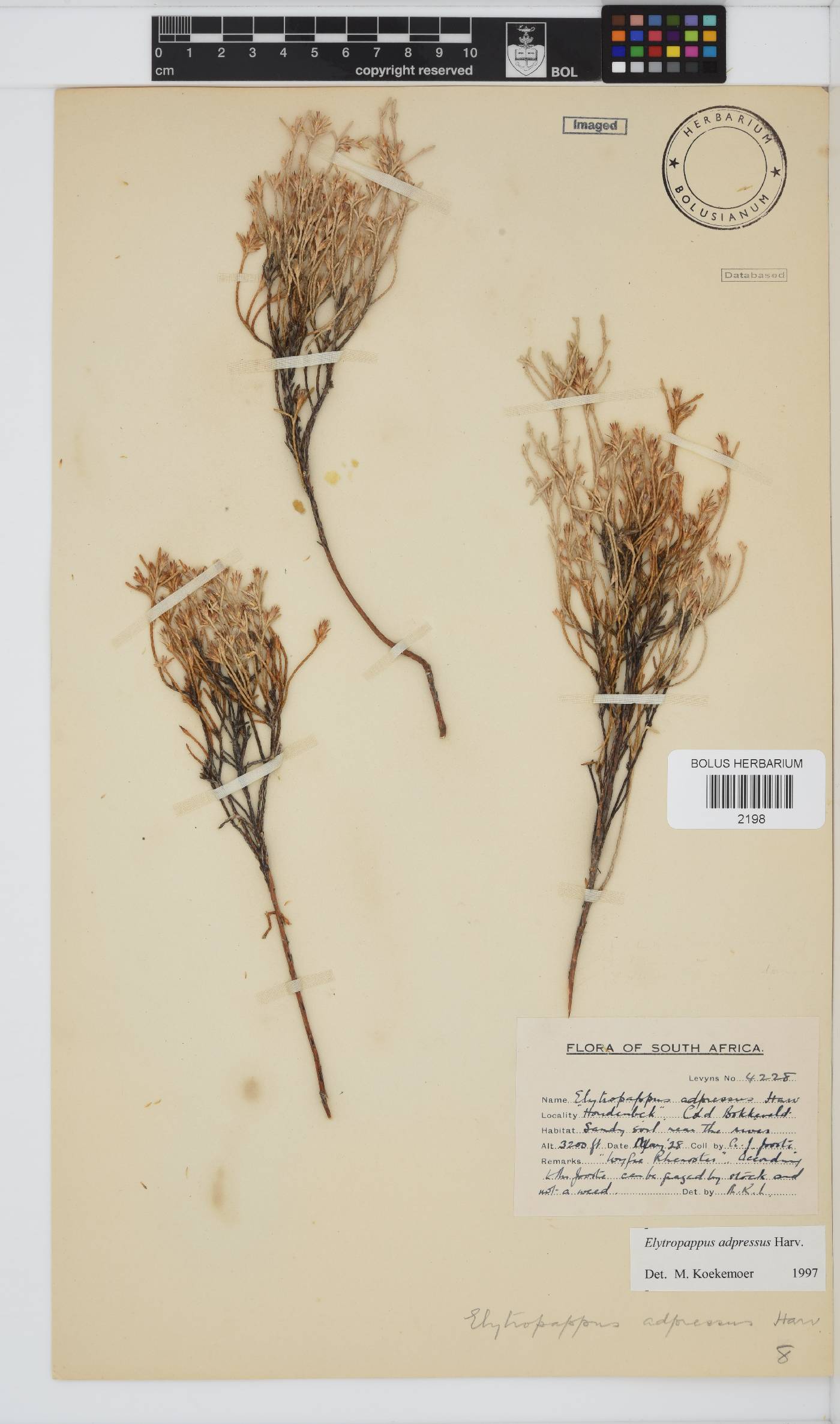 Dicerothamnus adpressus image