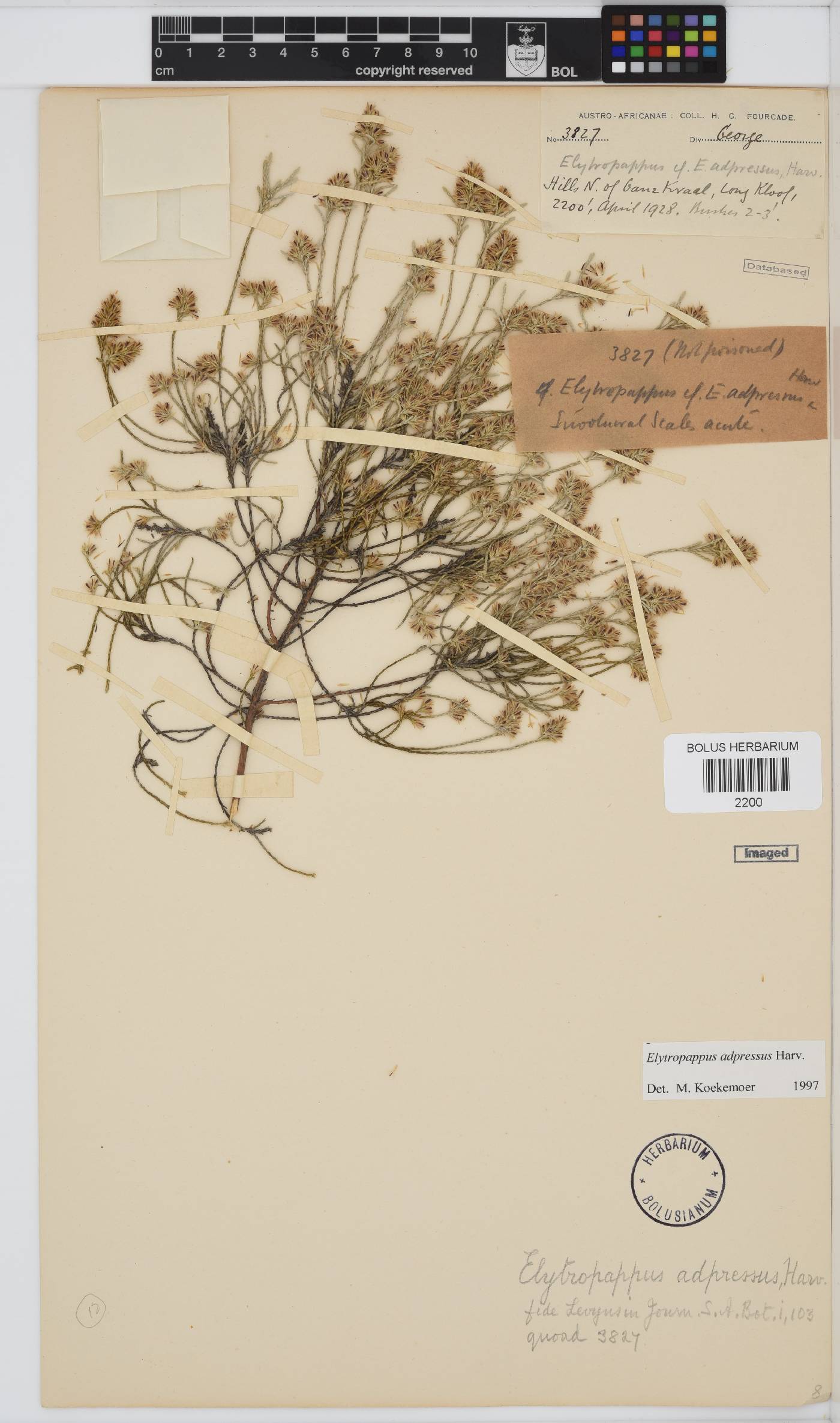 Dicerothamnus adpressus image