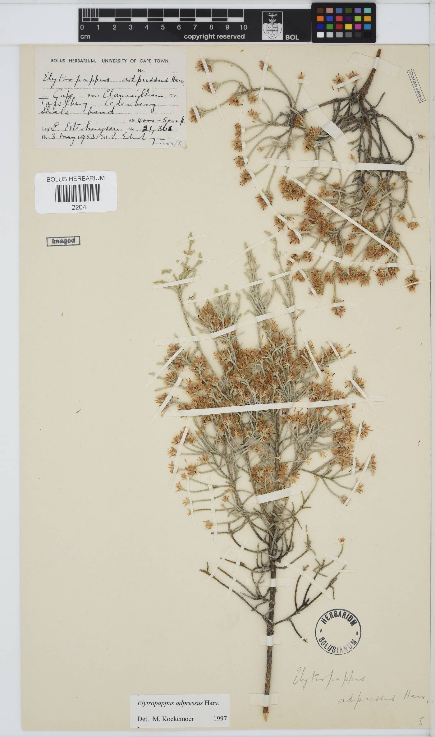 Dicerothamnus adpressus image