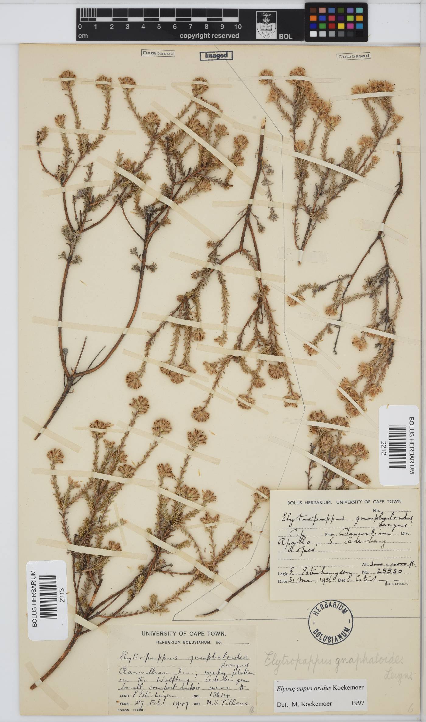Elytropappus image