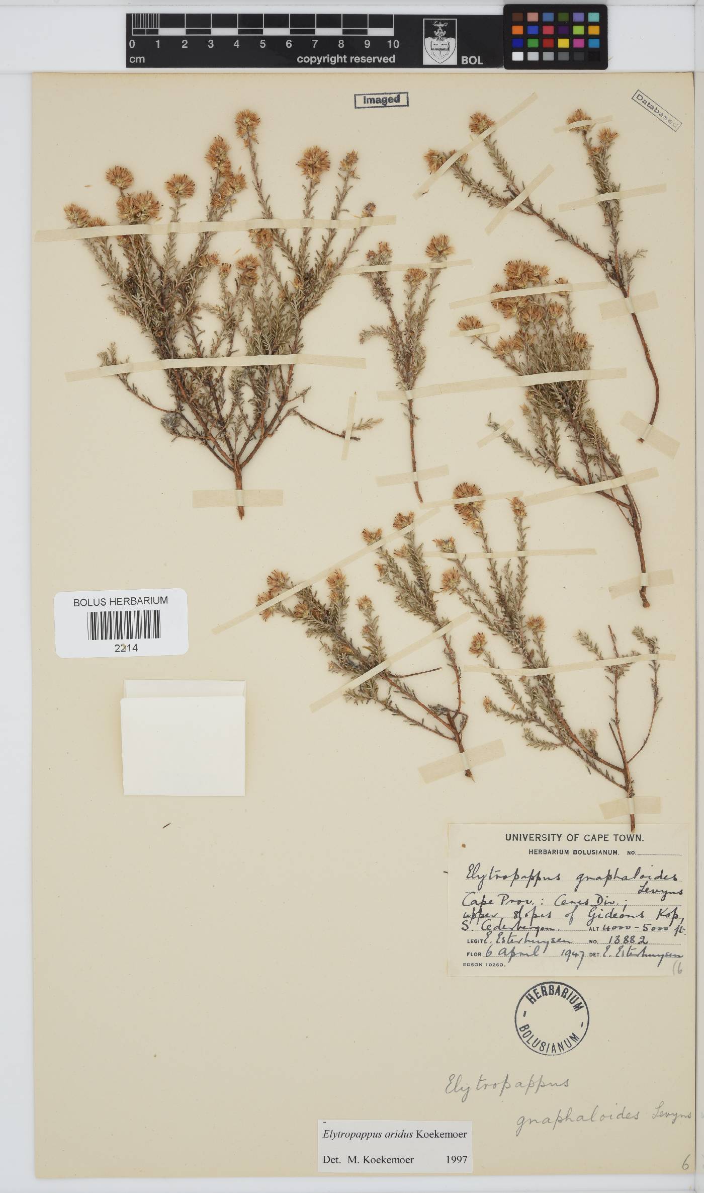 Elytropappus aridus image