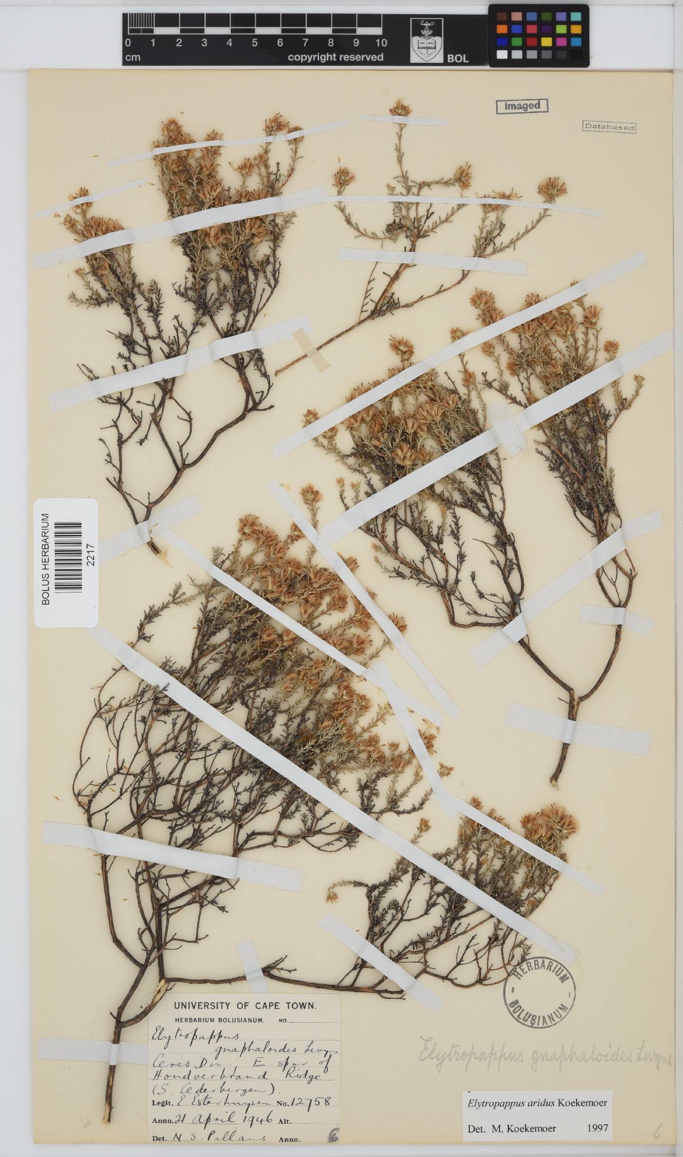Elytropappus image
