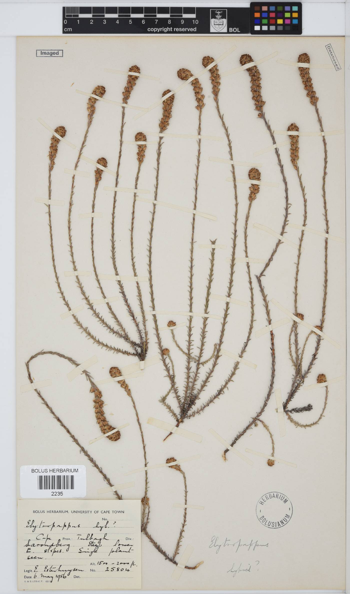 Elytropappus image