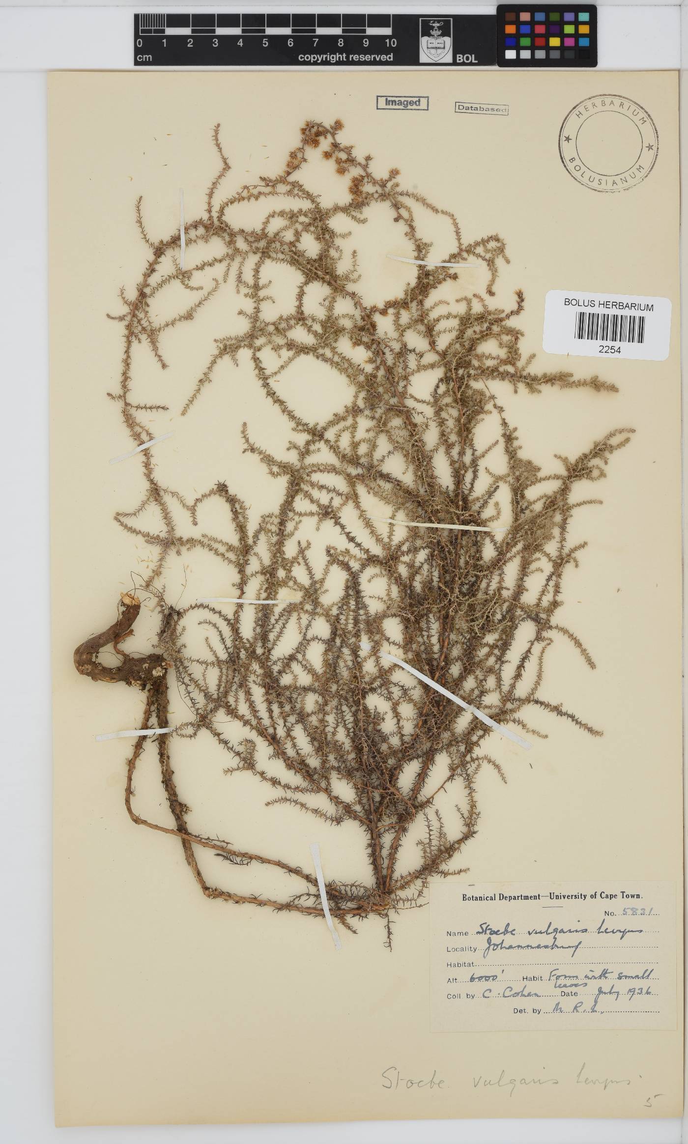 Seriphium plumosum image