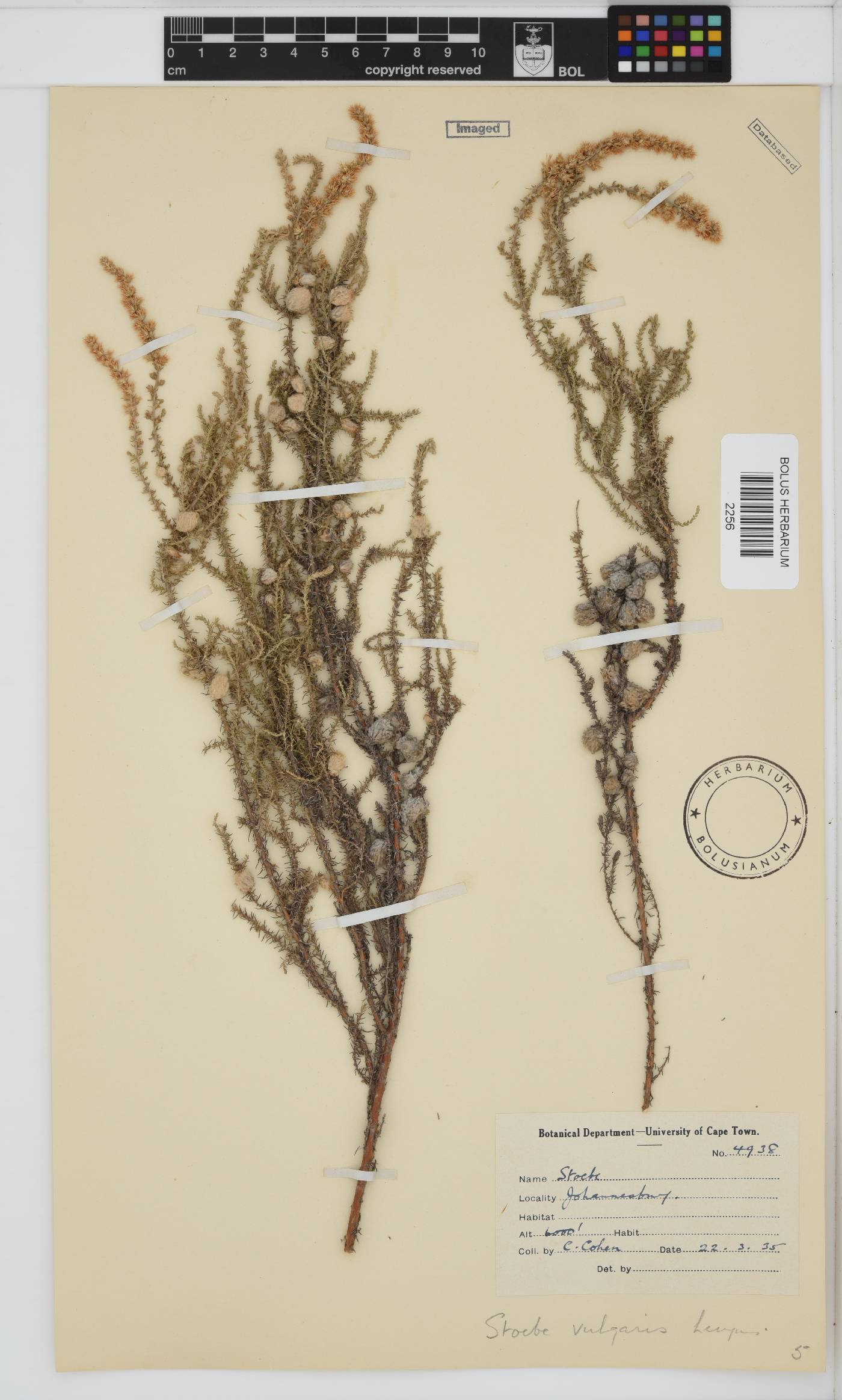 Seriphium plumosum image