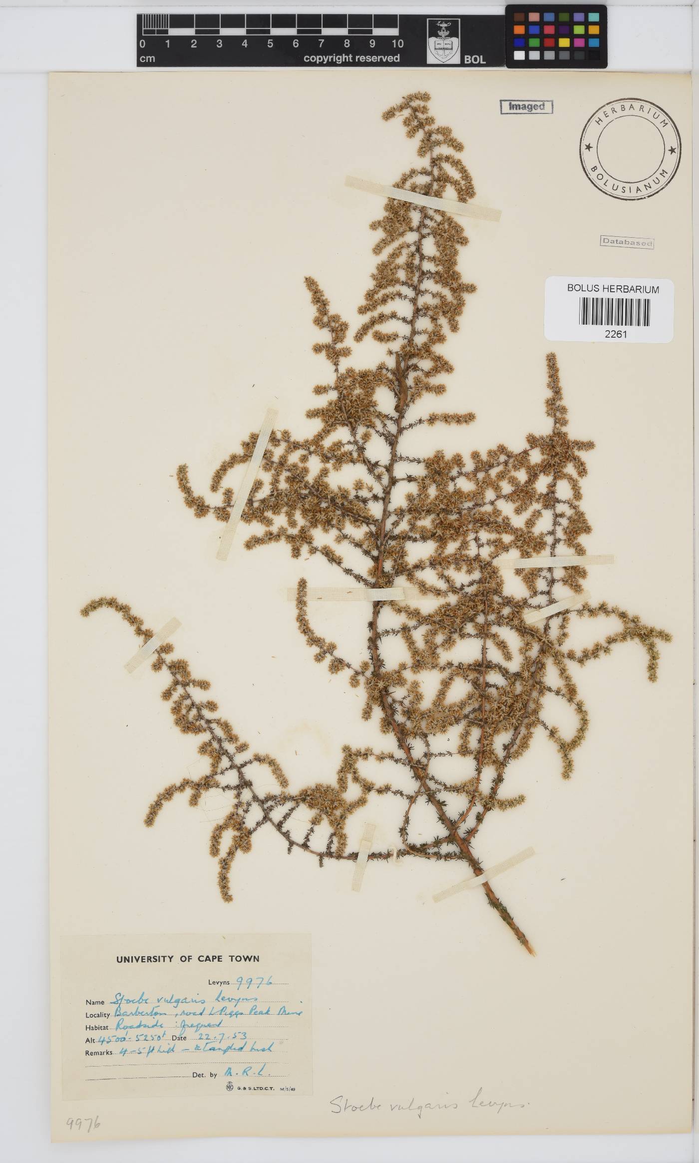 Seriphium plumosum image
