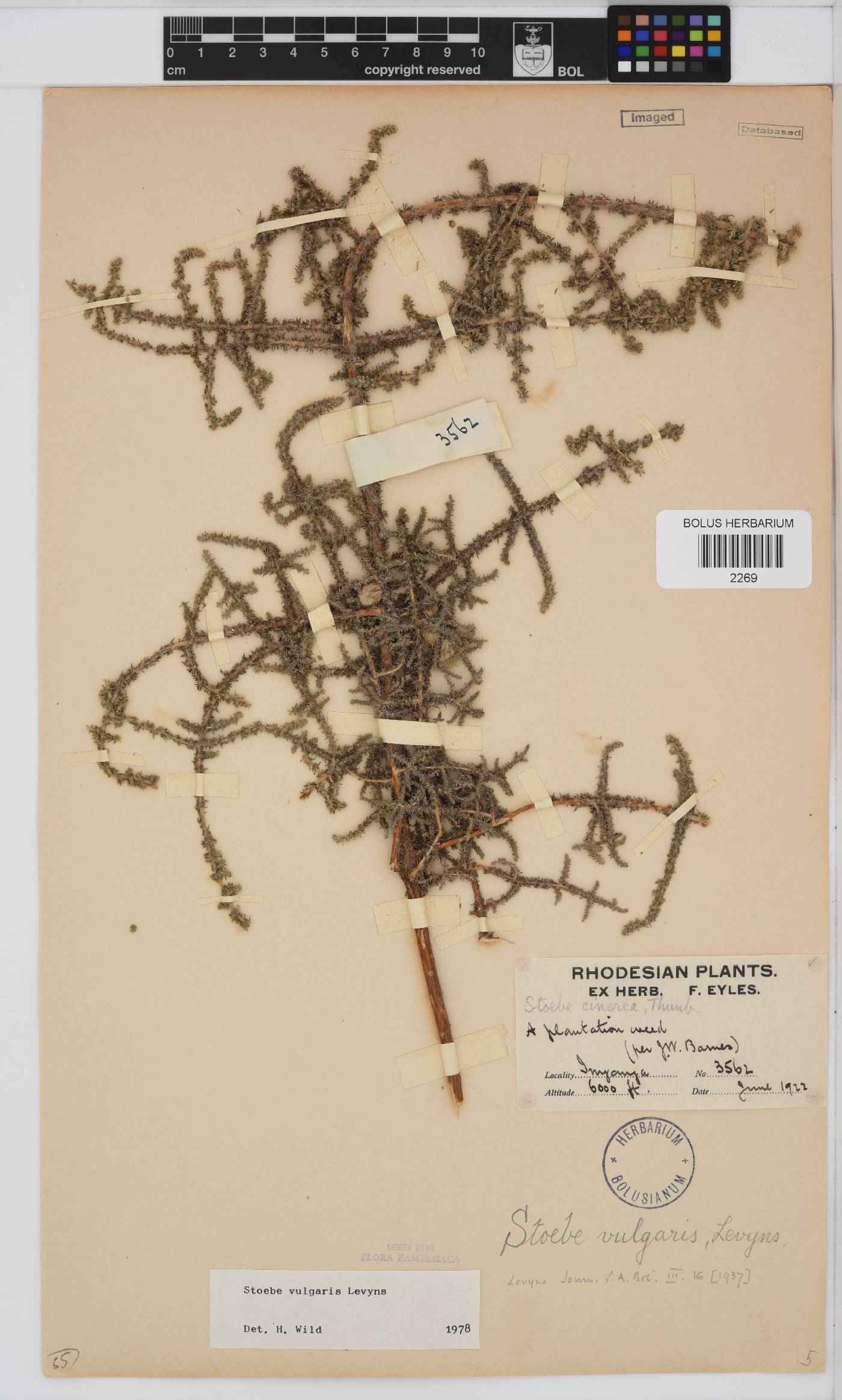 Seriphium plumosum image