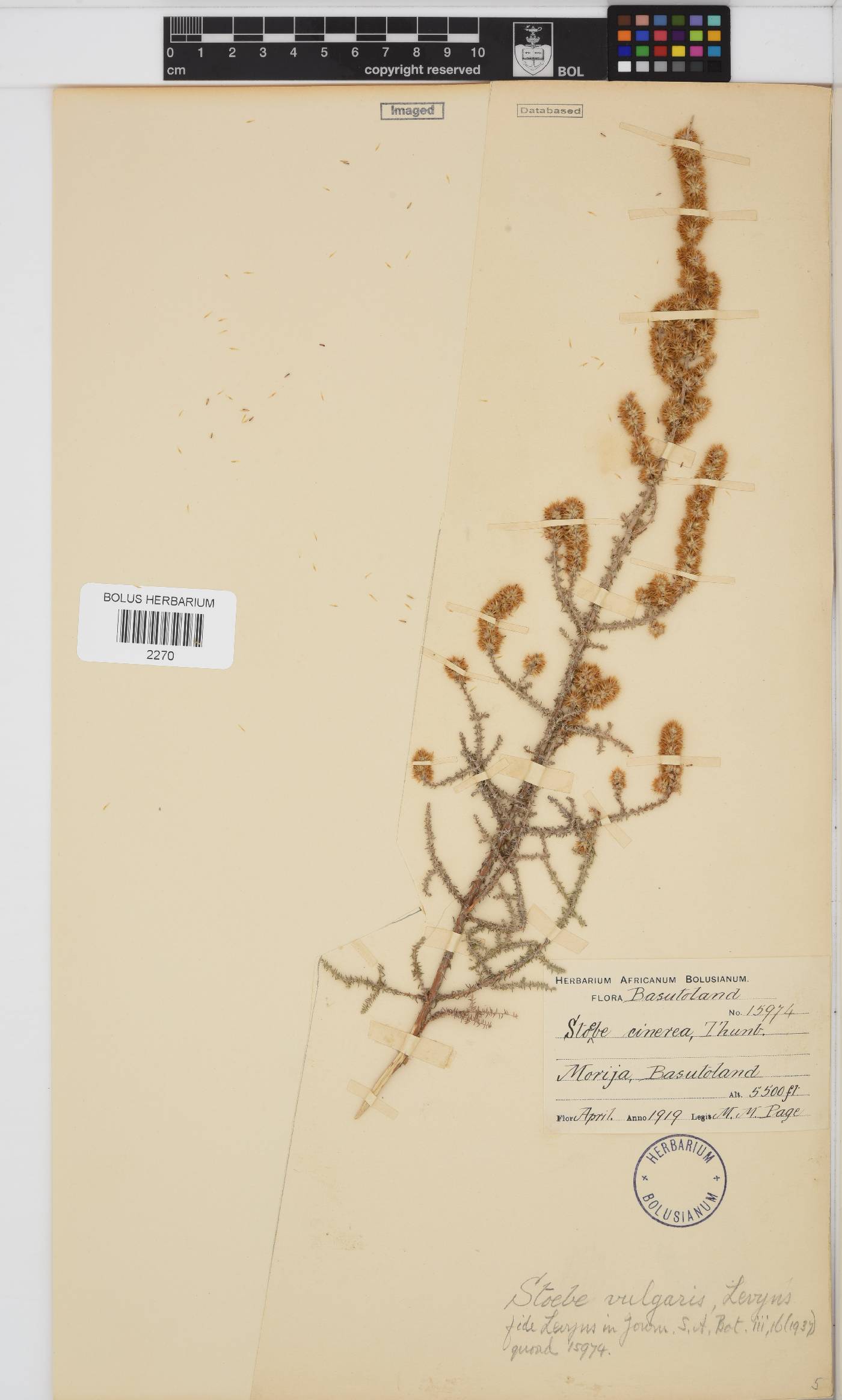 Seriphium plumosum image