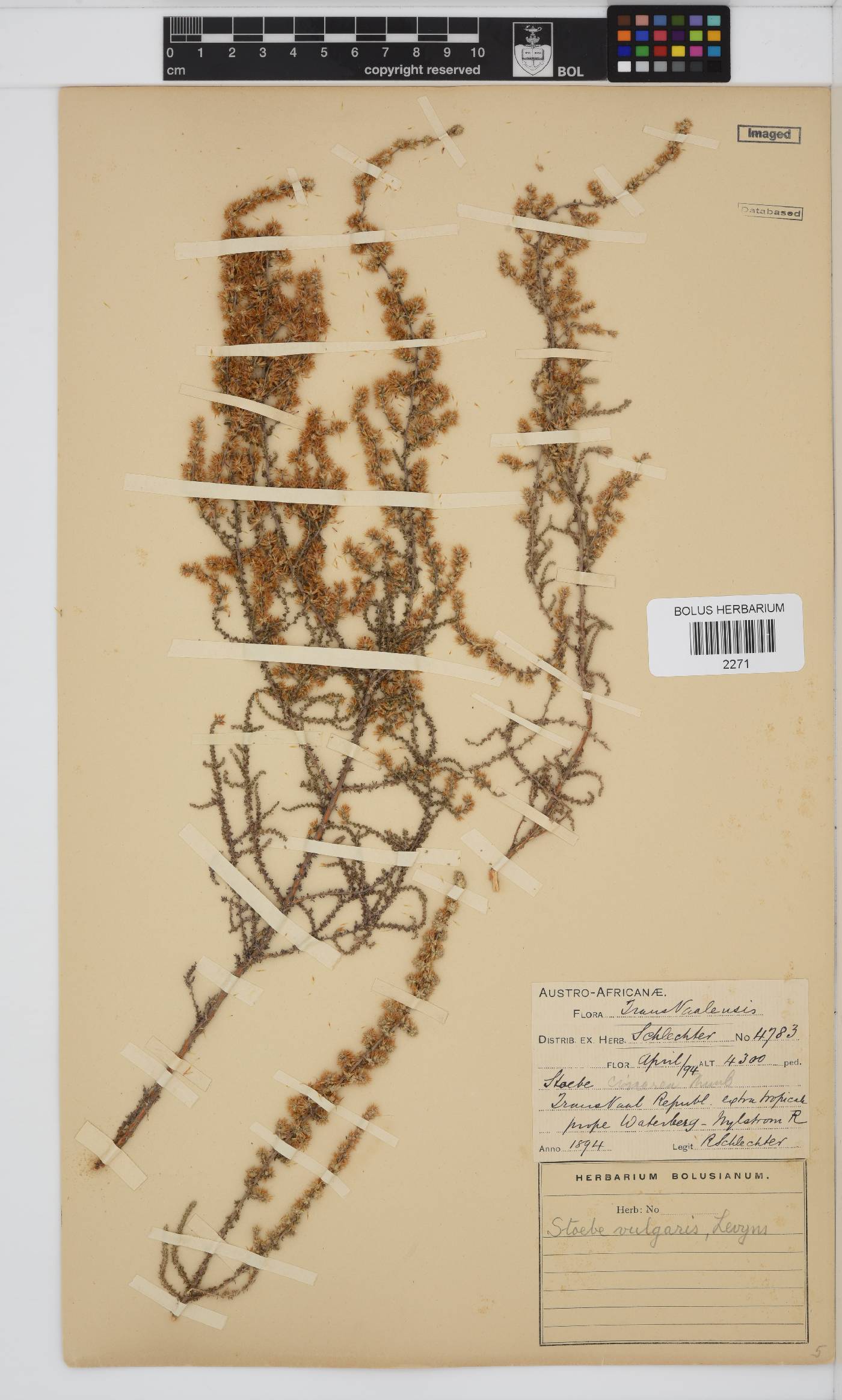 Seriphium plumosum image