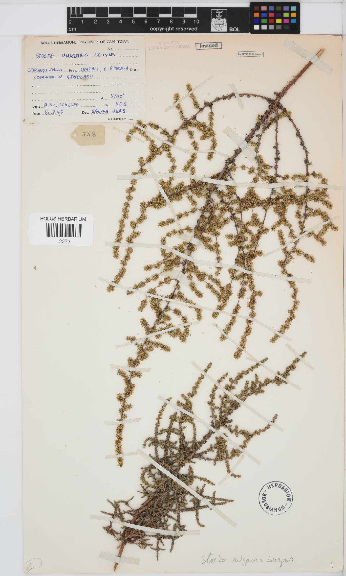 Seriphium plumosum image