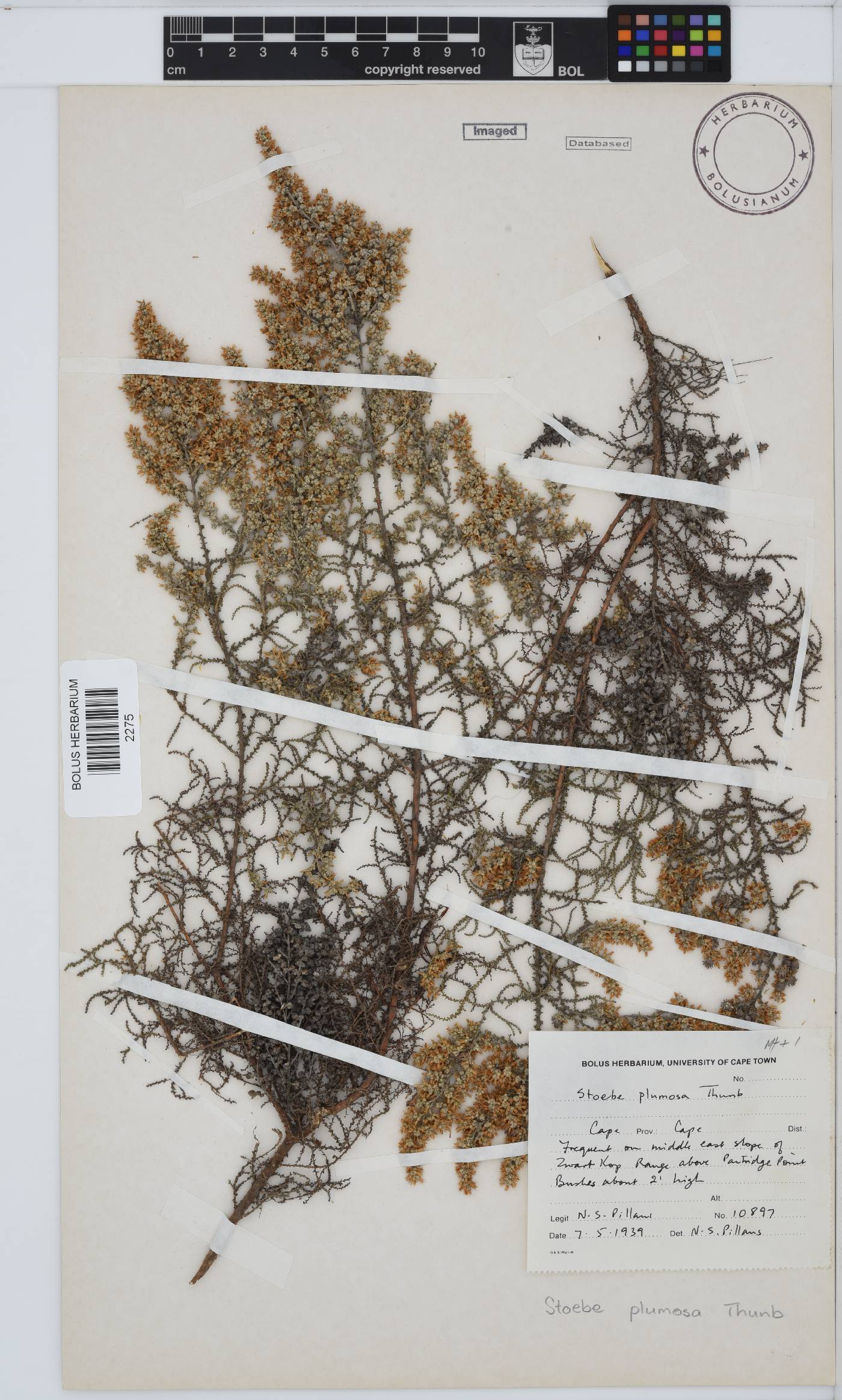 Seriphium plumosum image
