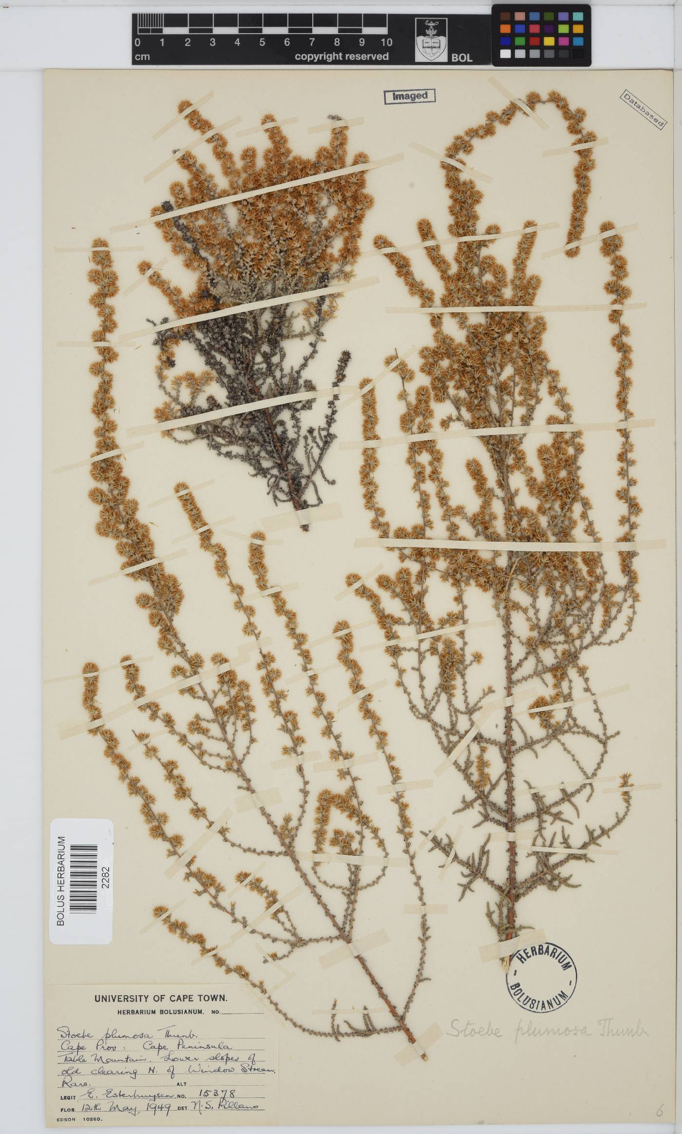 Seriphium plumosum image