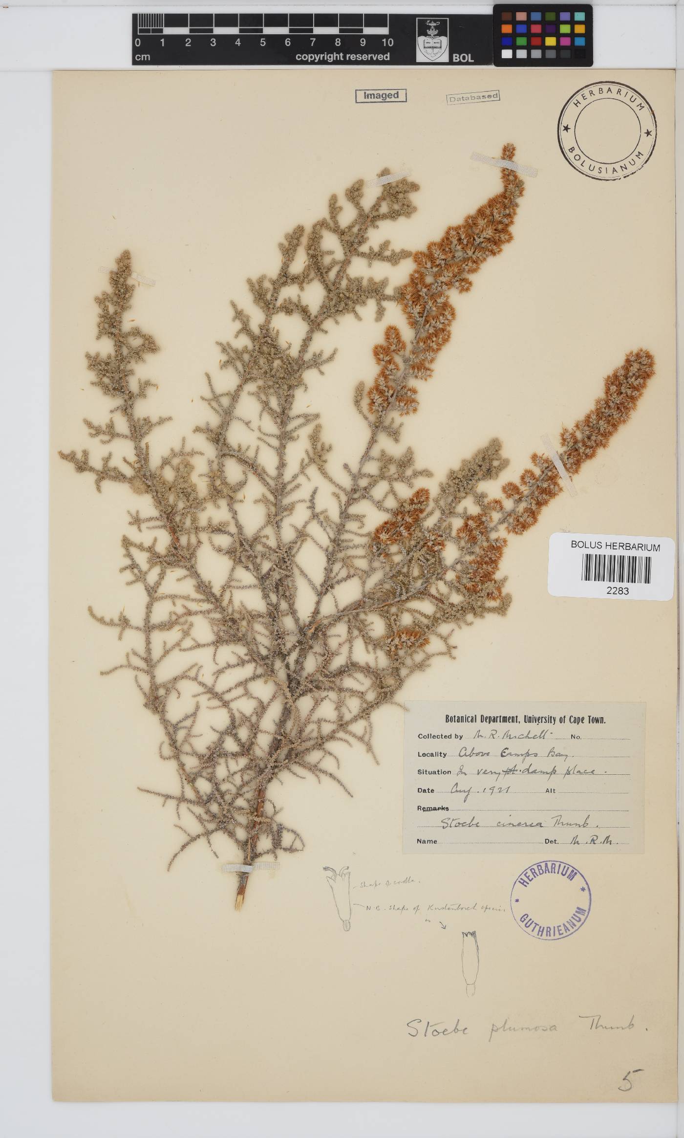 Seriphium plumosum image